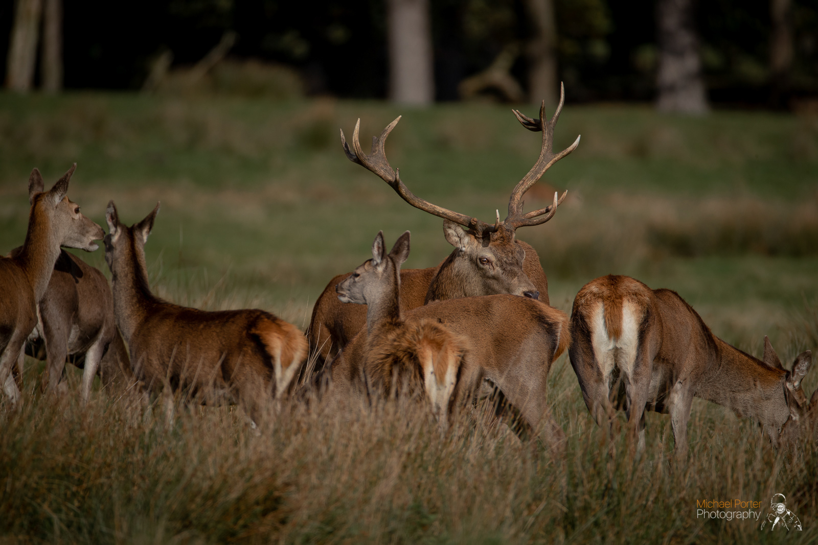 Michael Porter Photography - Red Deer at Tatton Park