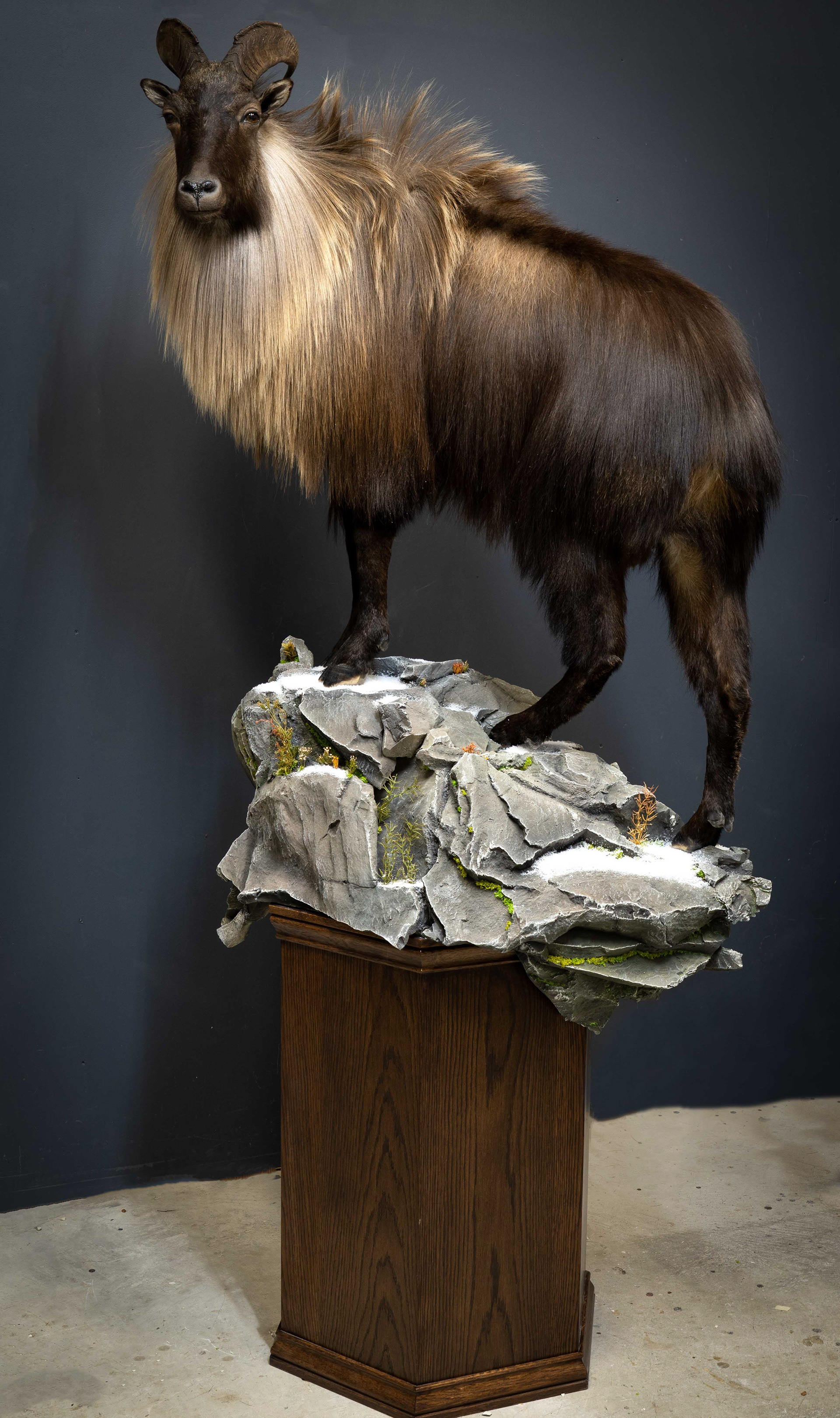 Mountain Edge Taxidermy Fullbody