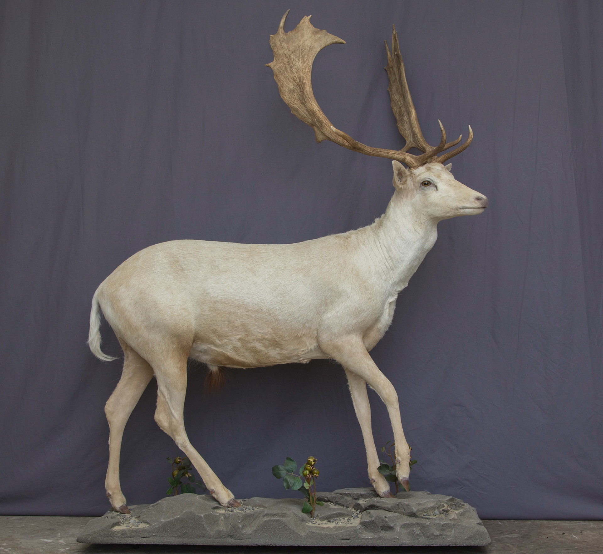 Mountain Edge Taxidermy Fullbody