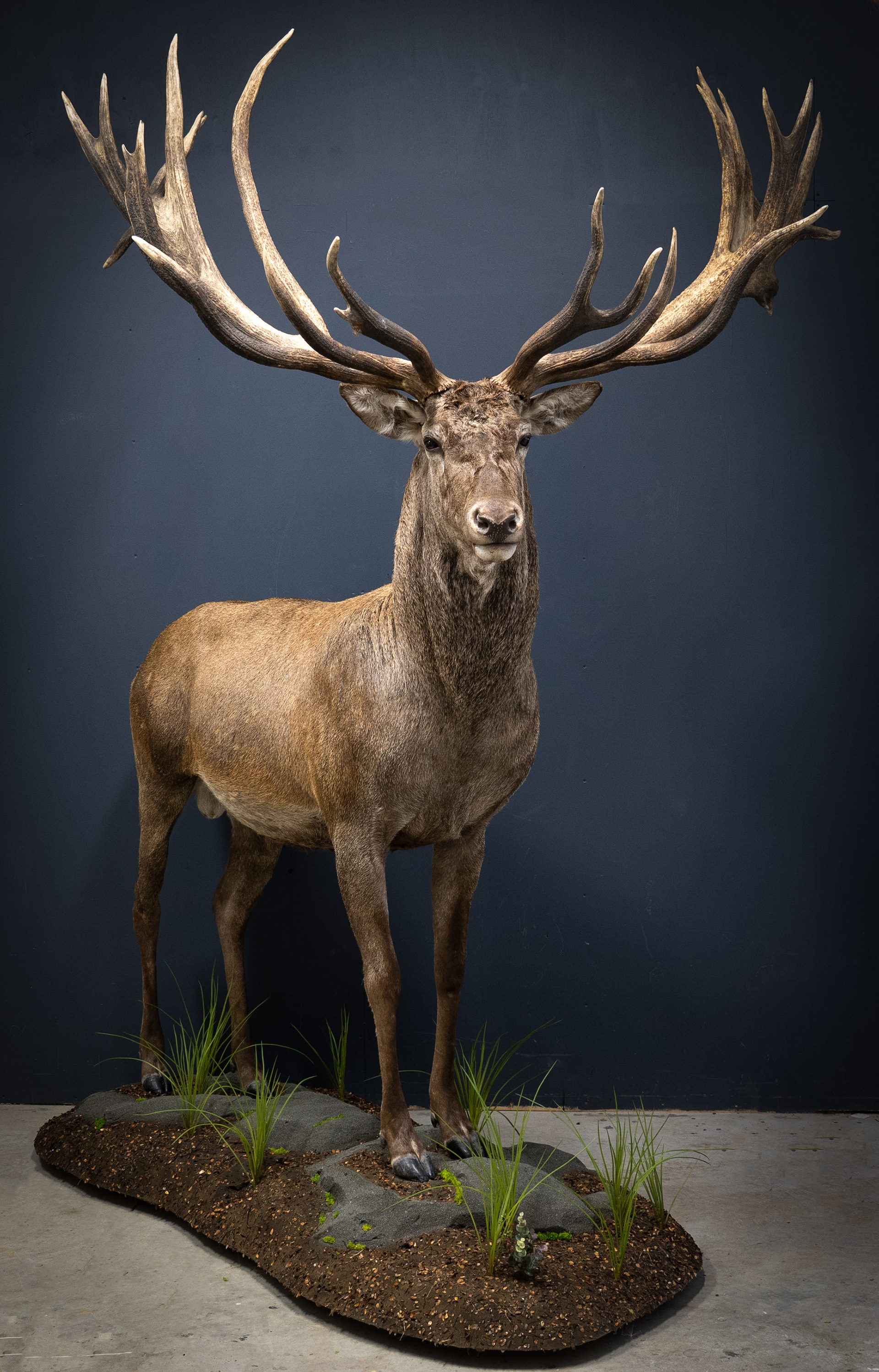 Mountain Edge Taxidermy Fullbody