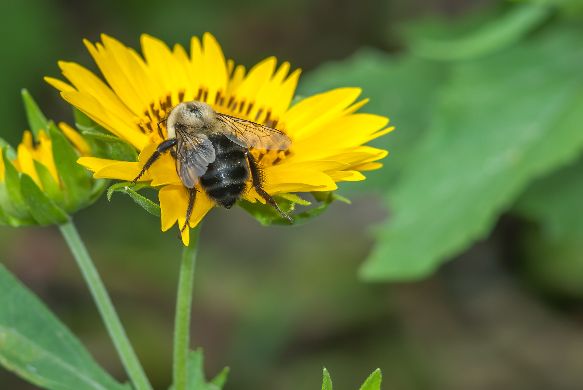 Eastern Carpenter Bee ( Xylocopa virginica)