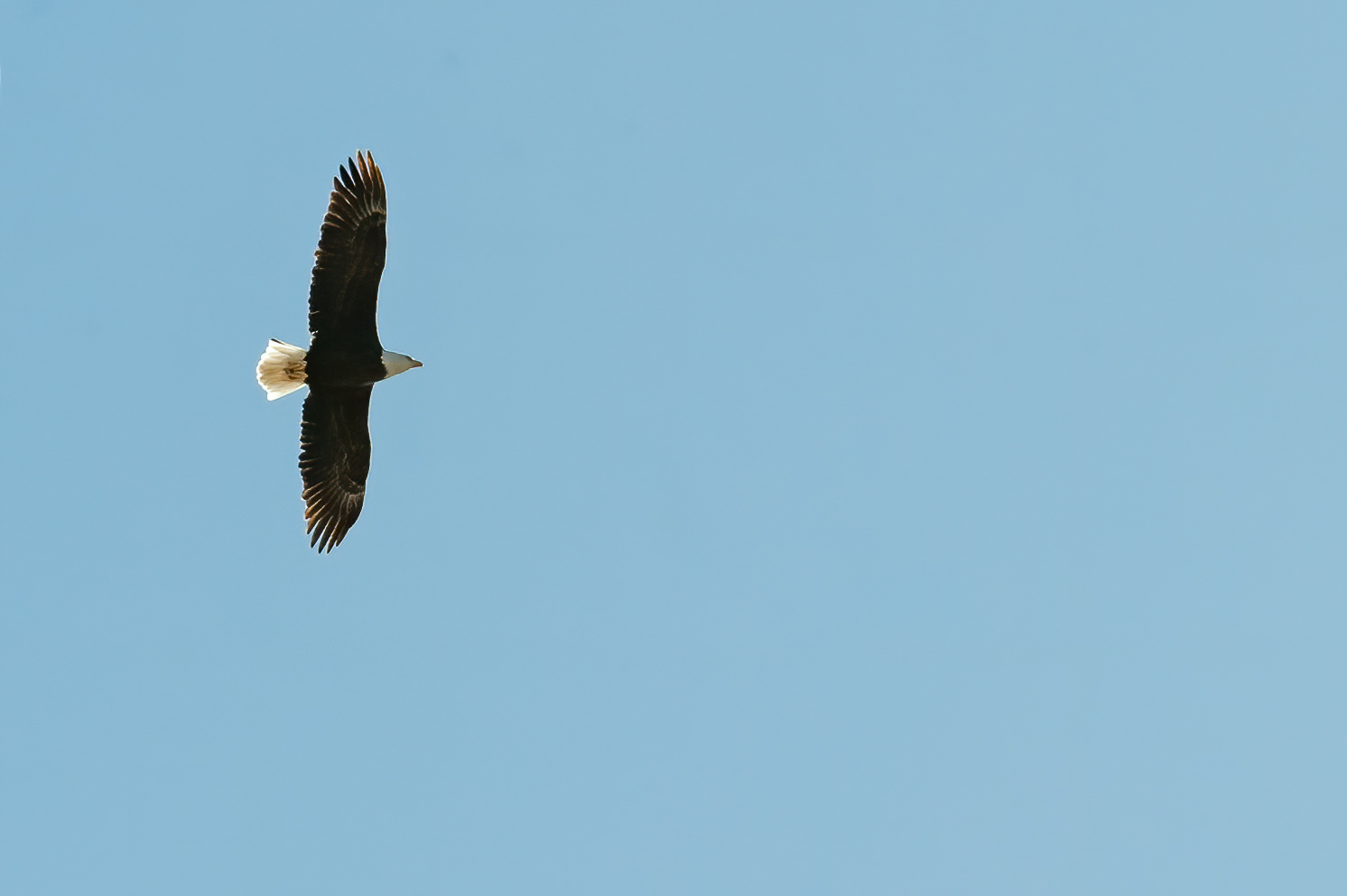 Bald Eagle (Haliaeetus leucocephalus)