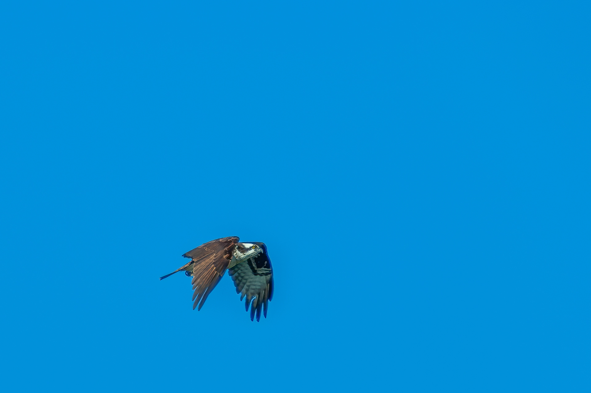 Osprey (Pandion haliaetus)