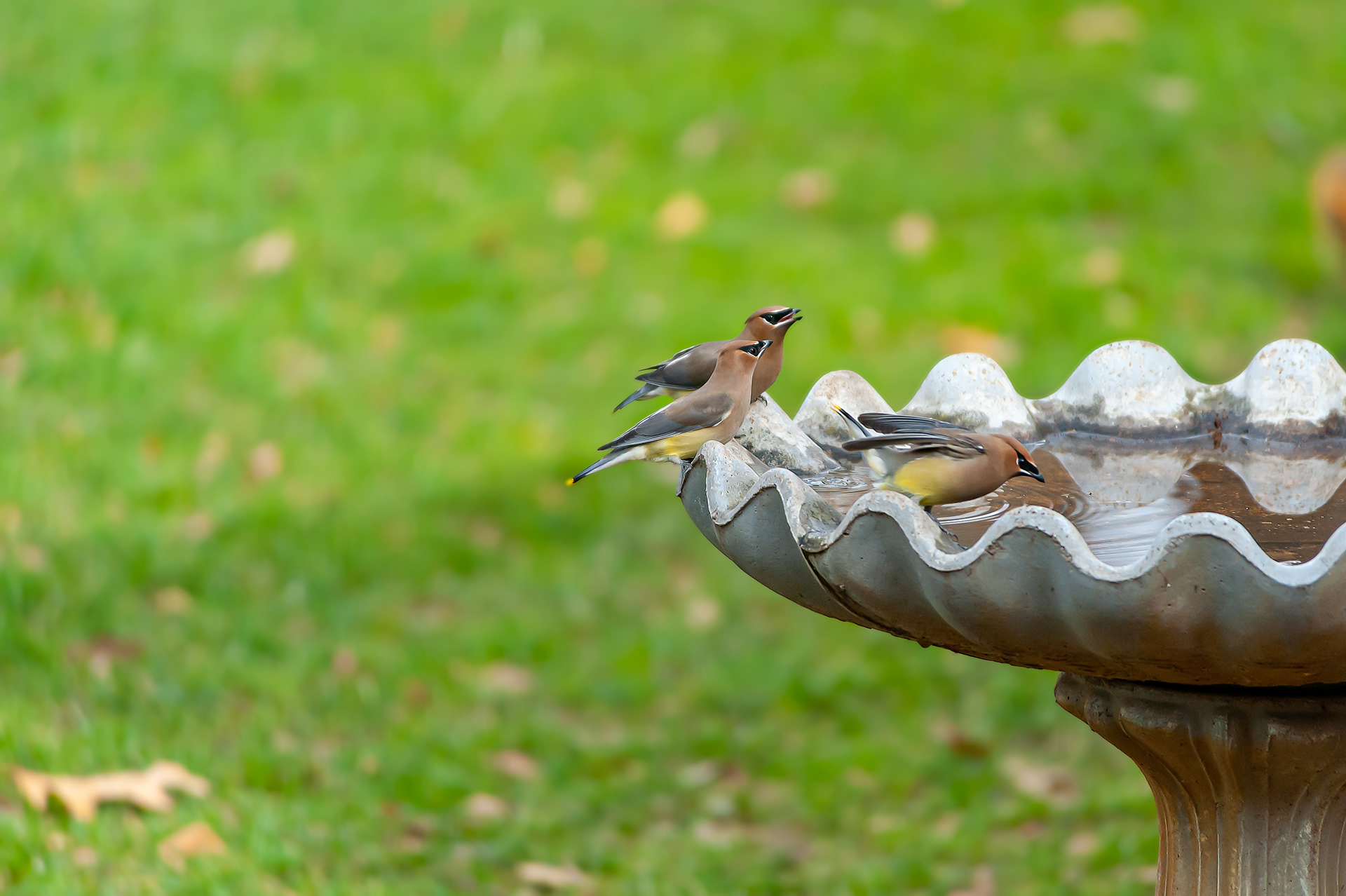 Cedar Waxwings (Bombycilla cedrorum)
