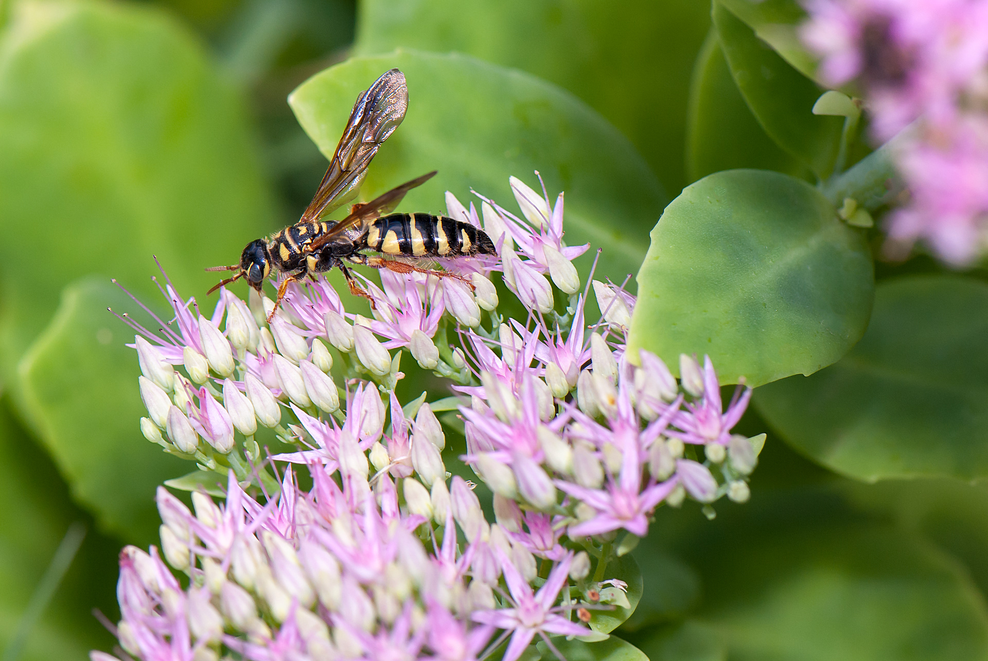 Sand Wasp (Bicyrtes quadrifasciatus