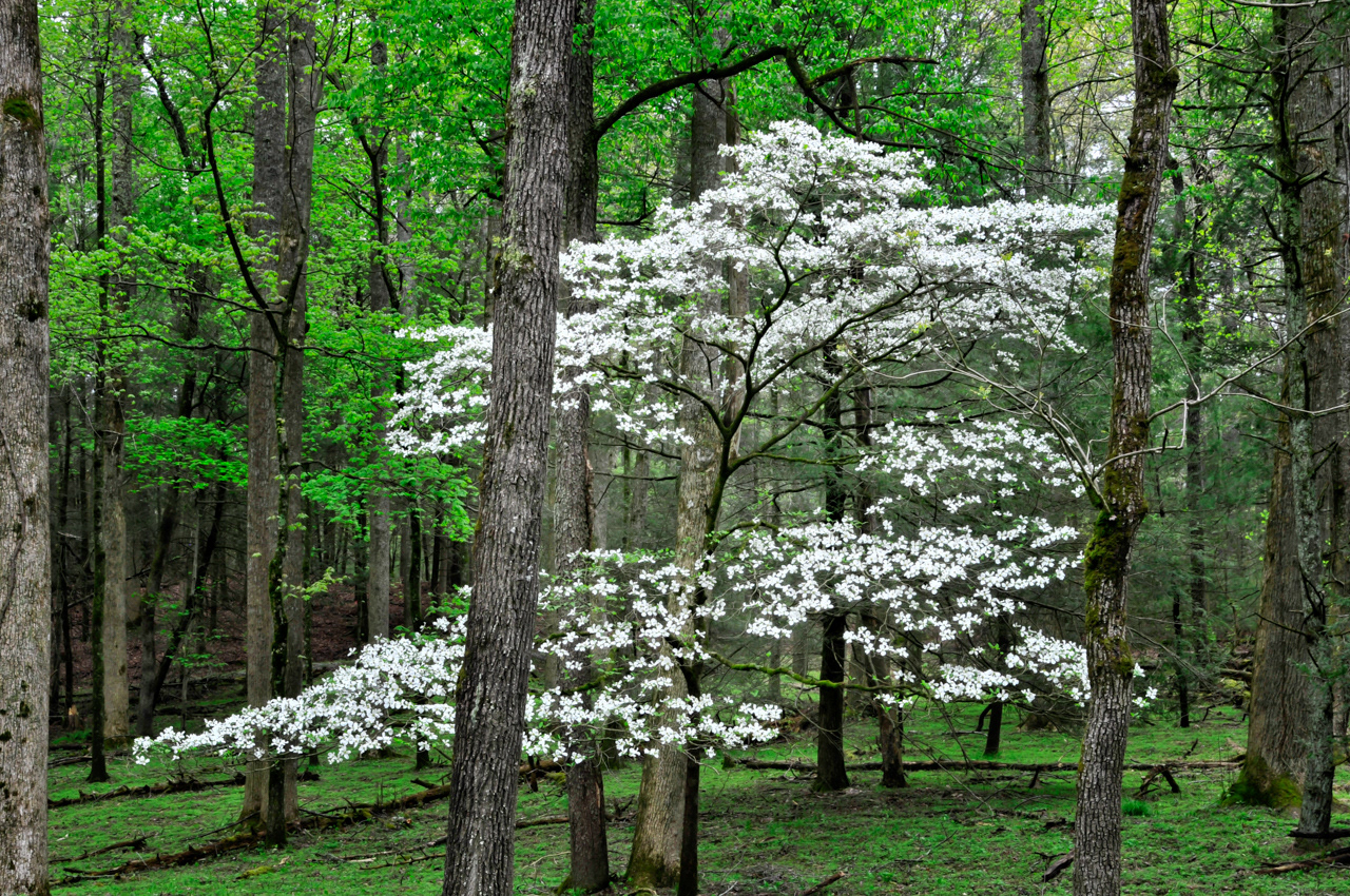 S[ring Dogwood Tree Great Smokey Mountains National Park