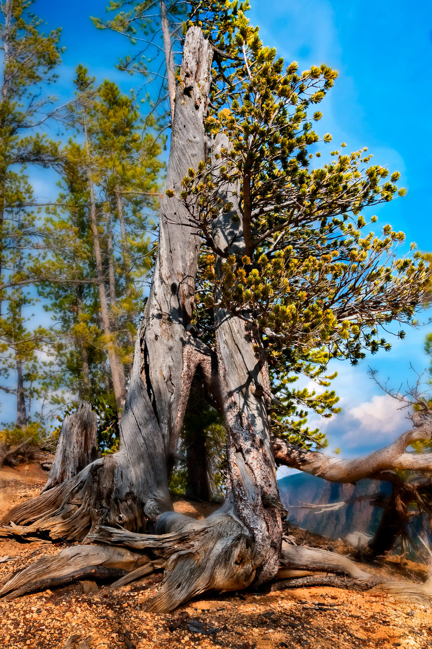 "The Old Man" Yellowstone National Park