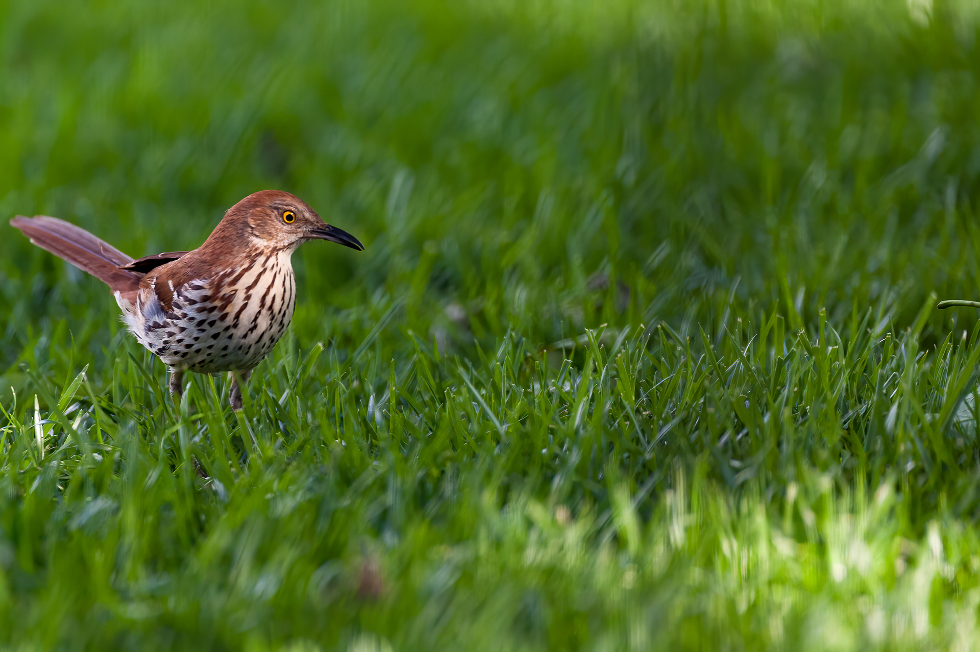 Brown Thrasher