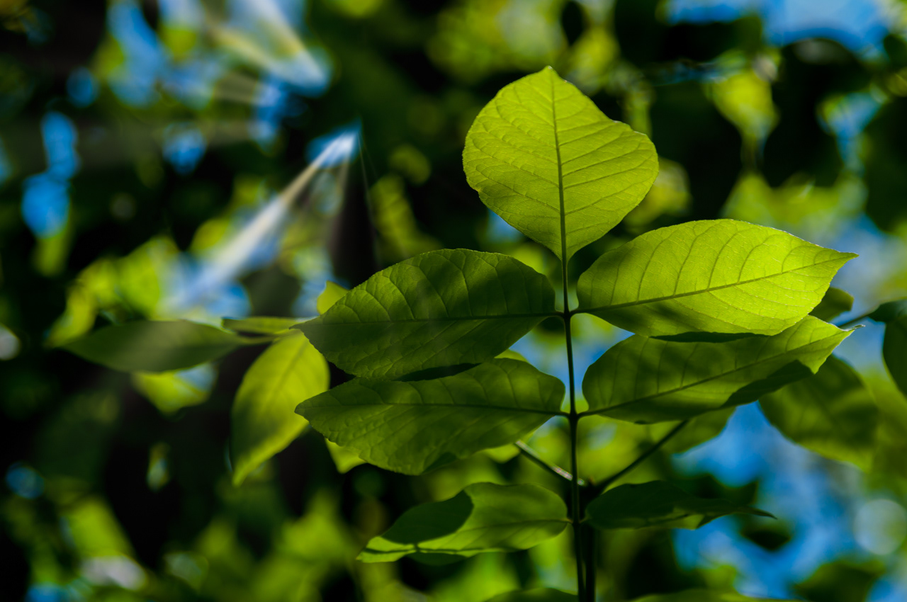 Shadowy Leaves