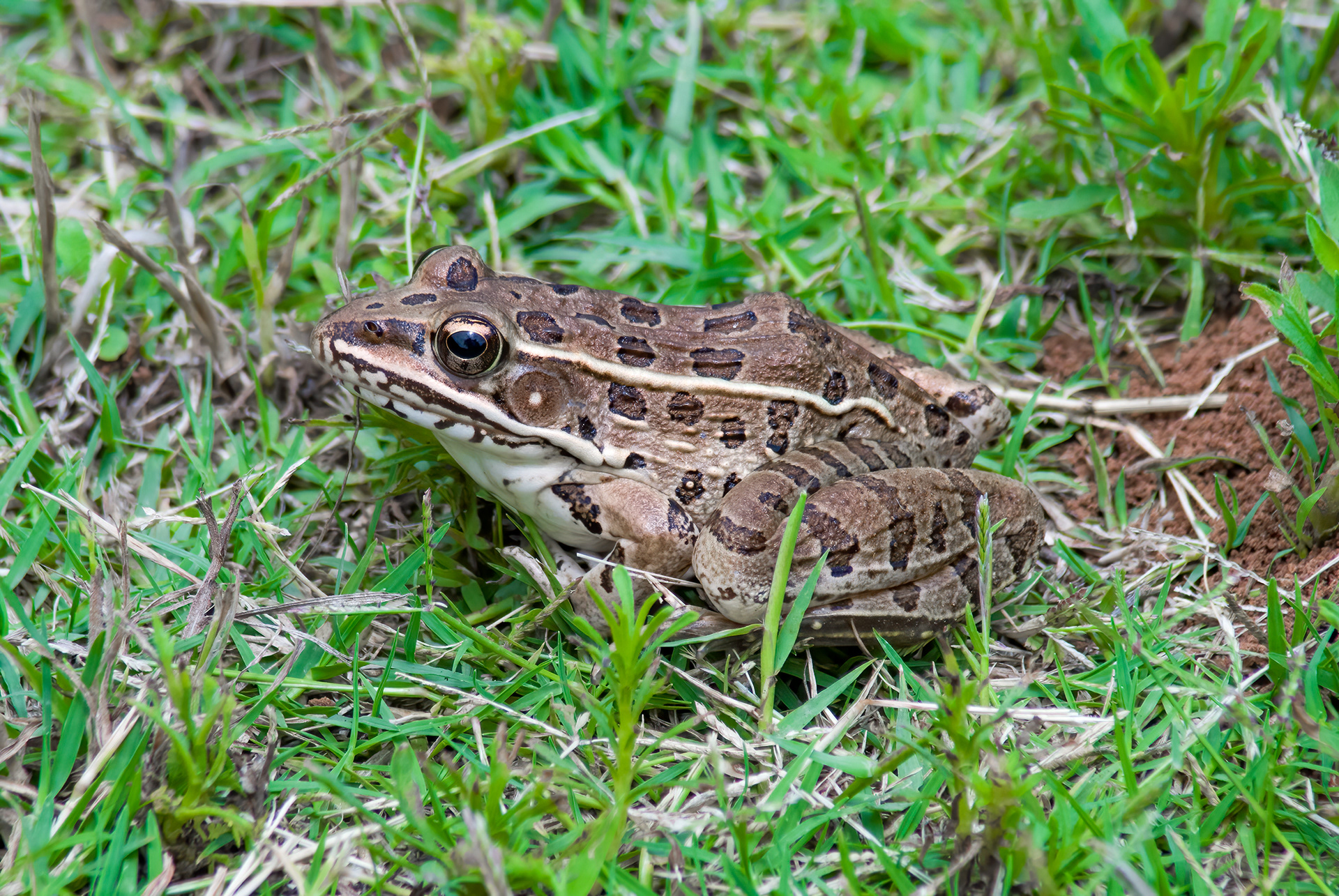 Plains Leopard Frog (Lithobates blairi)