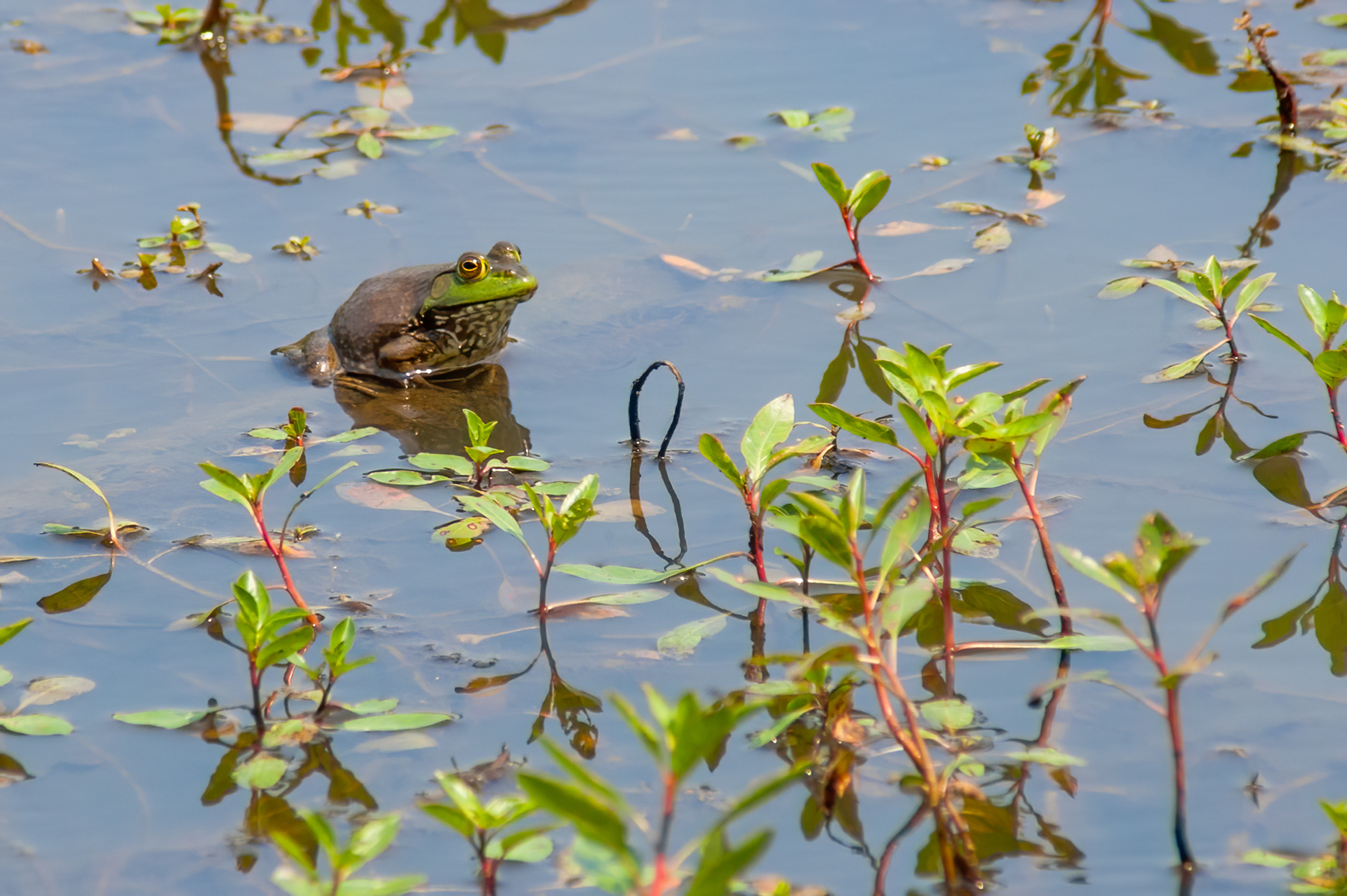 American Bullfrog (Lithobates catesbeianus)