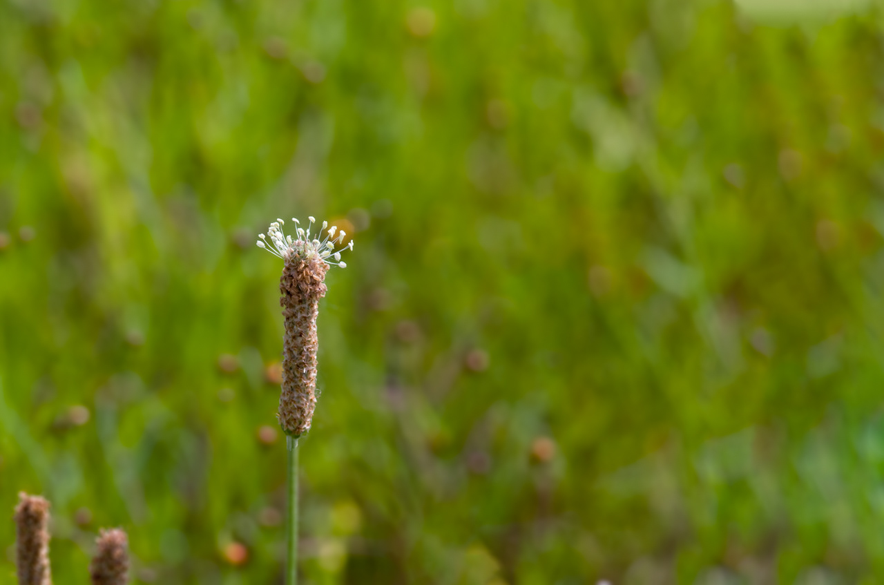 American Burnett Wildflower