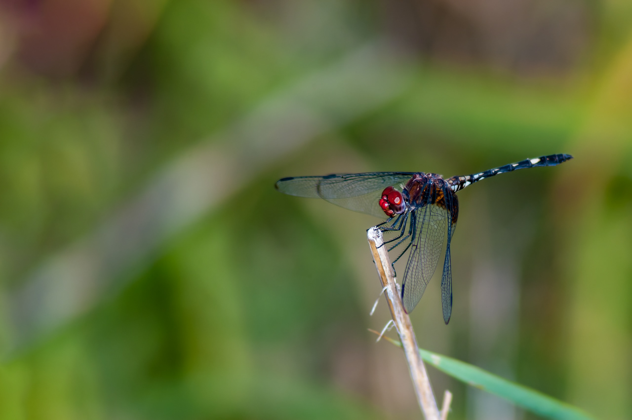 Swift Setwing Dragonfly