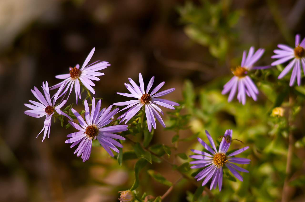 Slender Asters