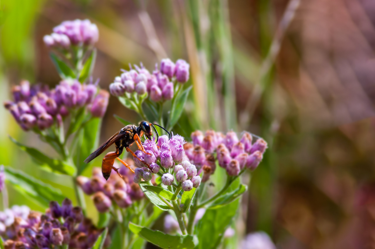 Golden Digger Wasp