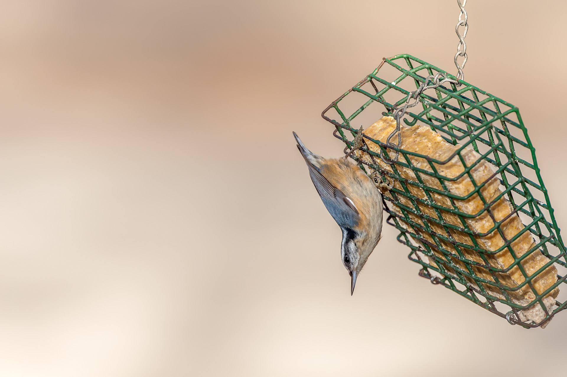Red-breasted Nuthatch (Sitta canadensis)