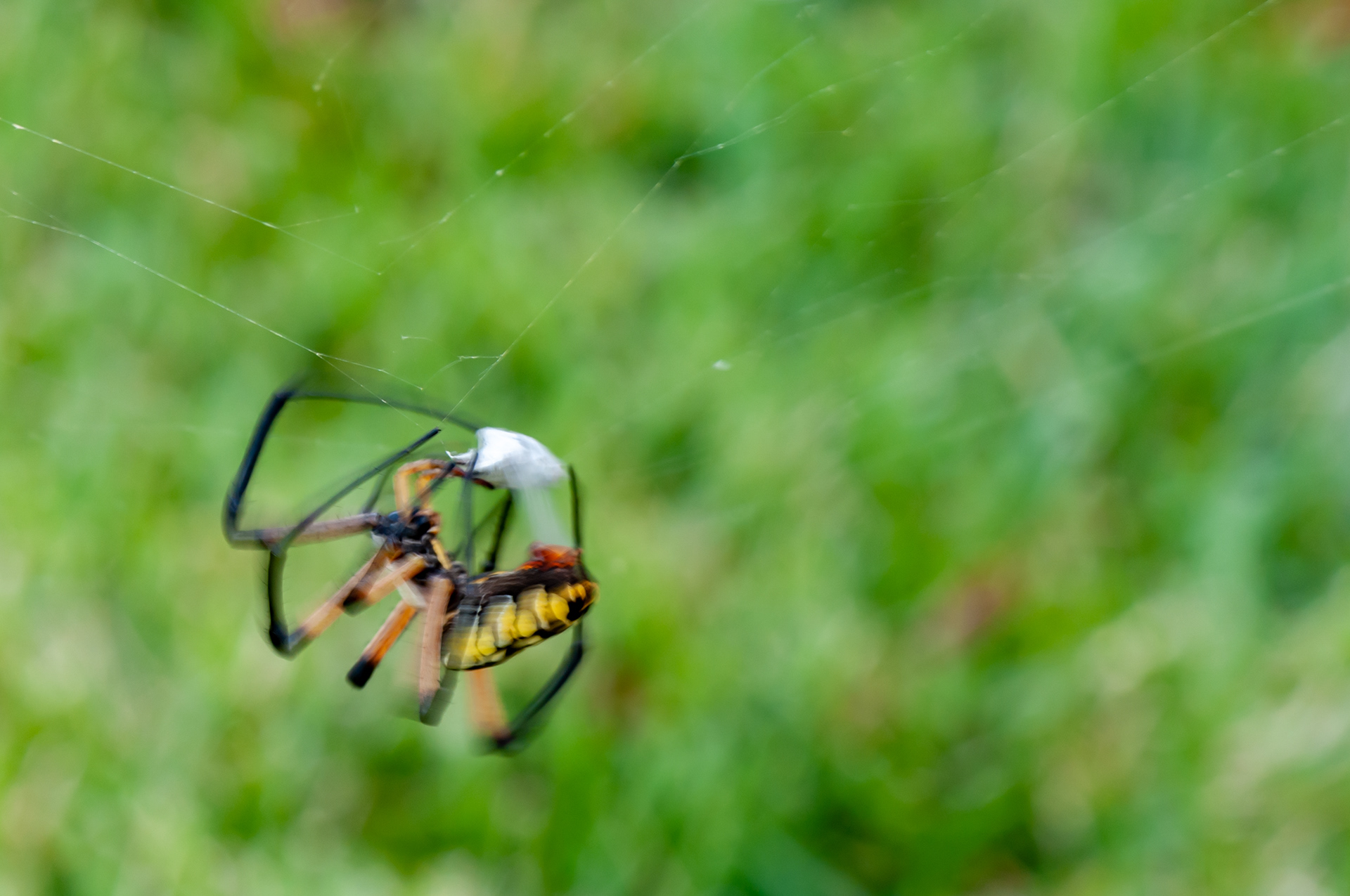 Argiope Spider (Argiope aurantia)