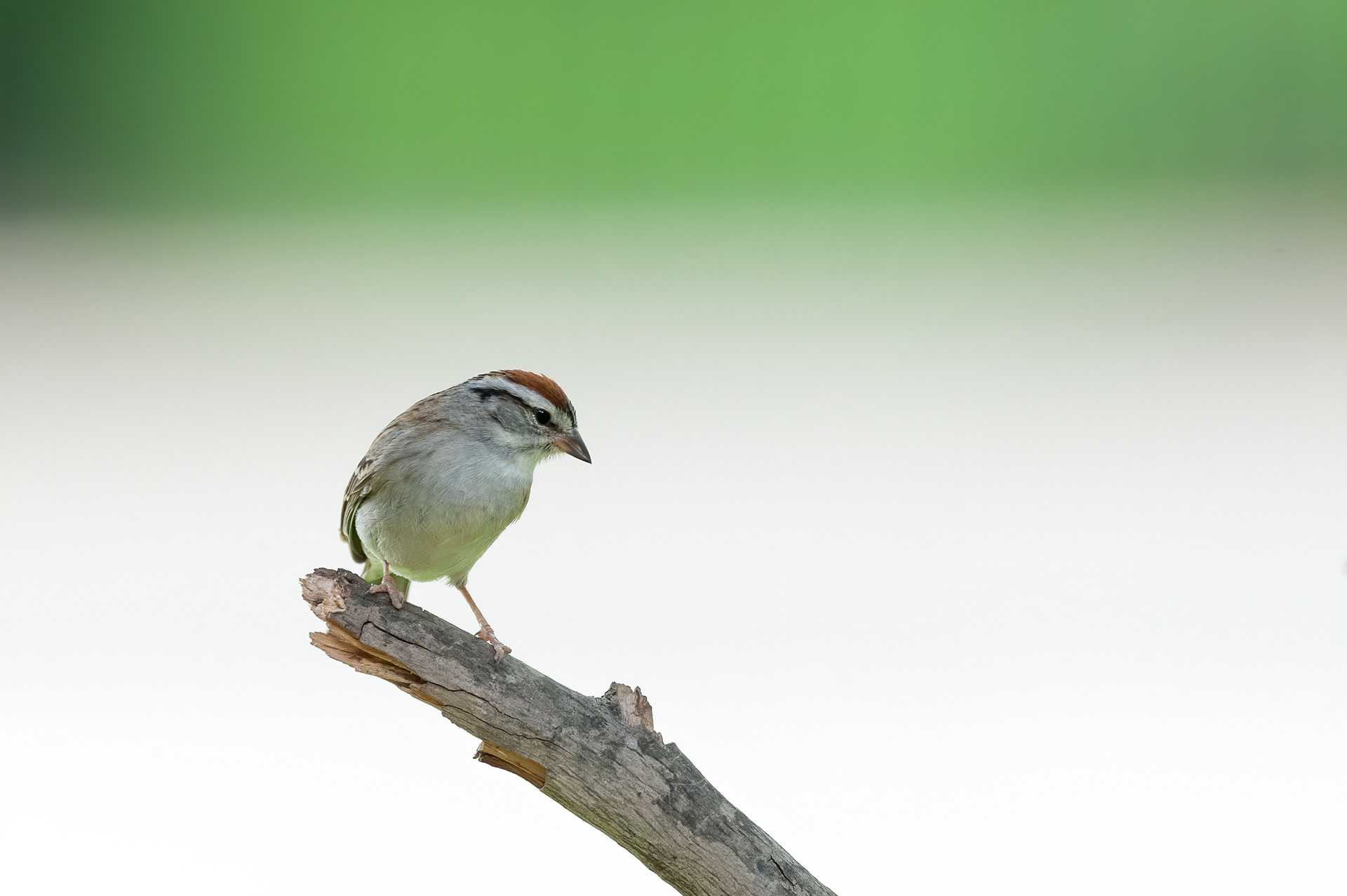 Chipping Sparrow (Spizella passerina)