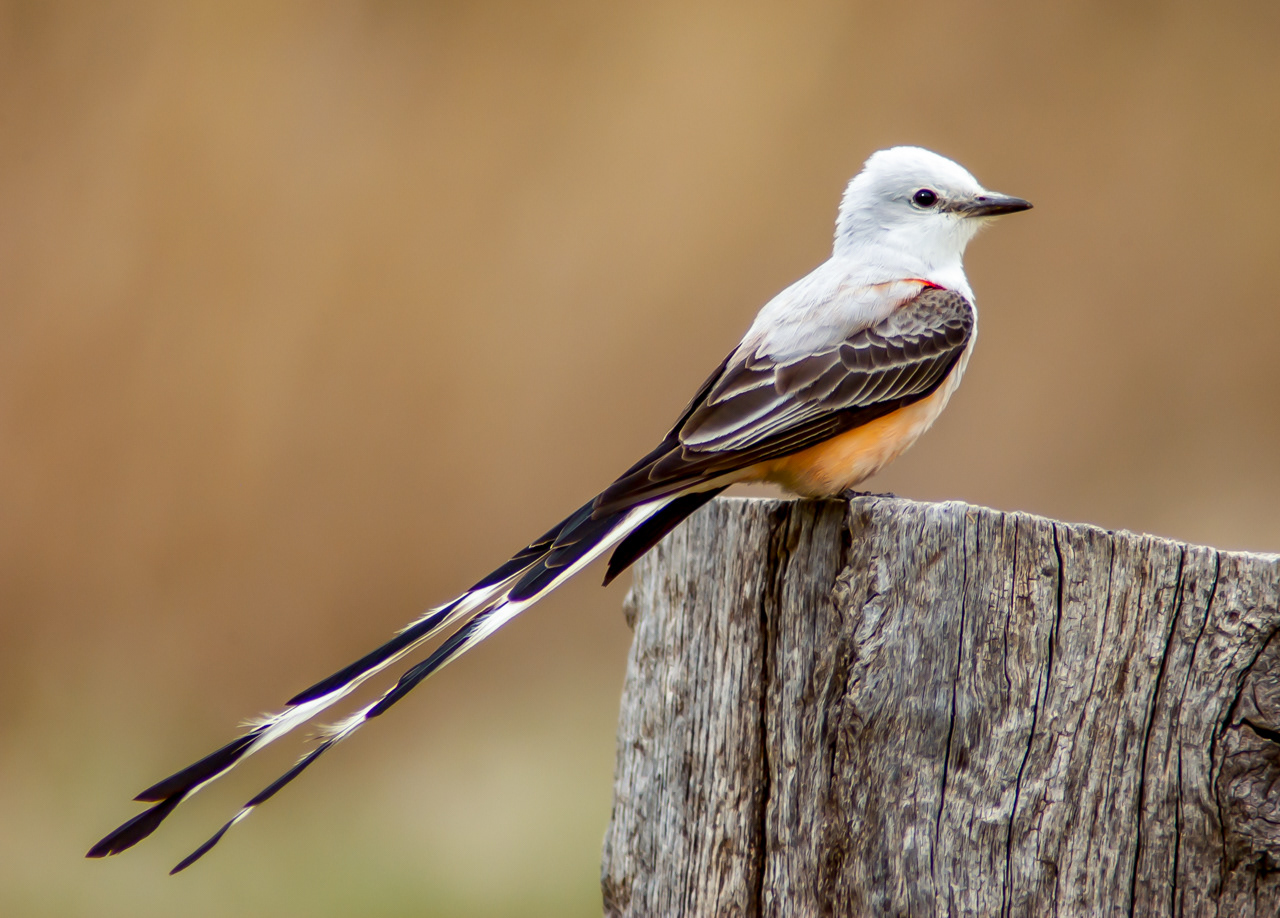 Male Scissor0tailed Flycaecher