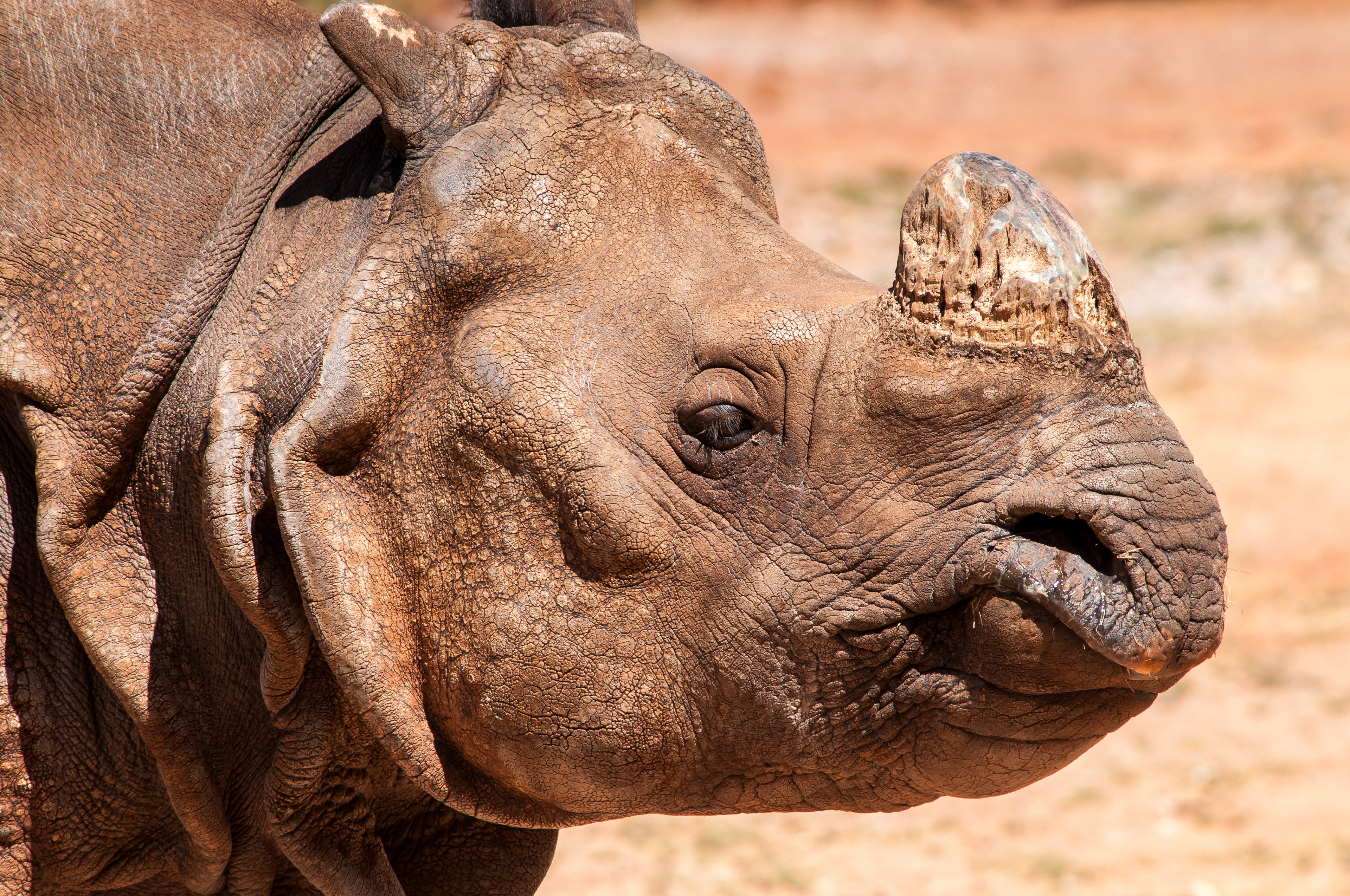 Rhinoceros