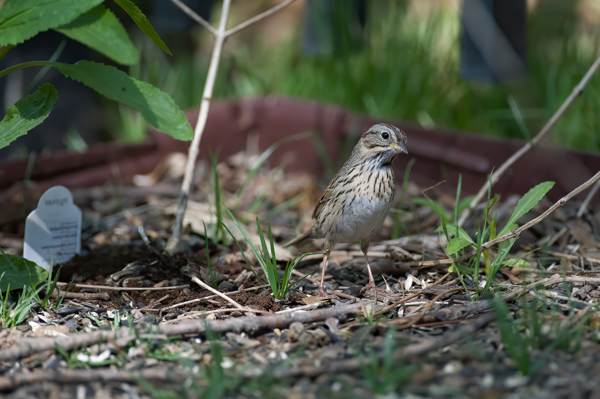 Lincoln's Sparrow (Melospiza lincolnii)