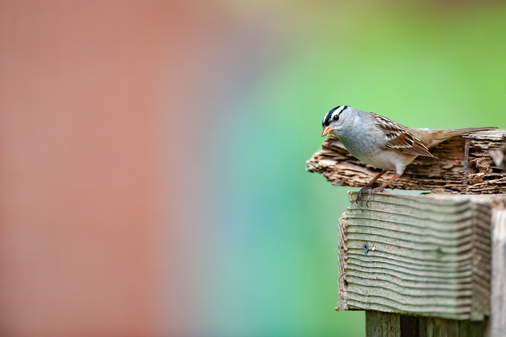 White-crowned Sparrow (Zonotrichia leucophrys)