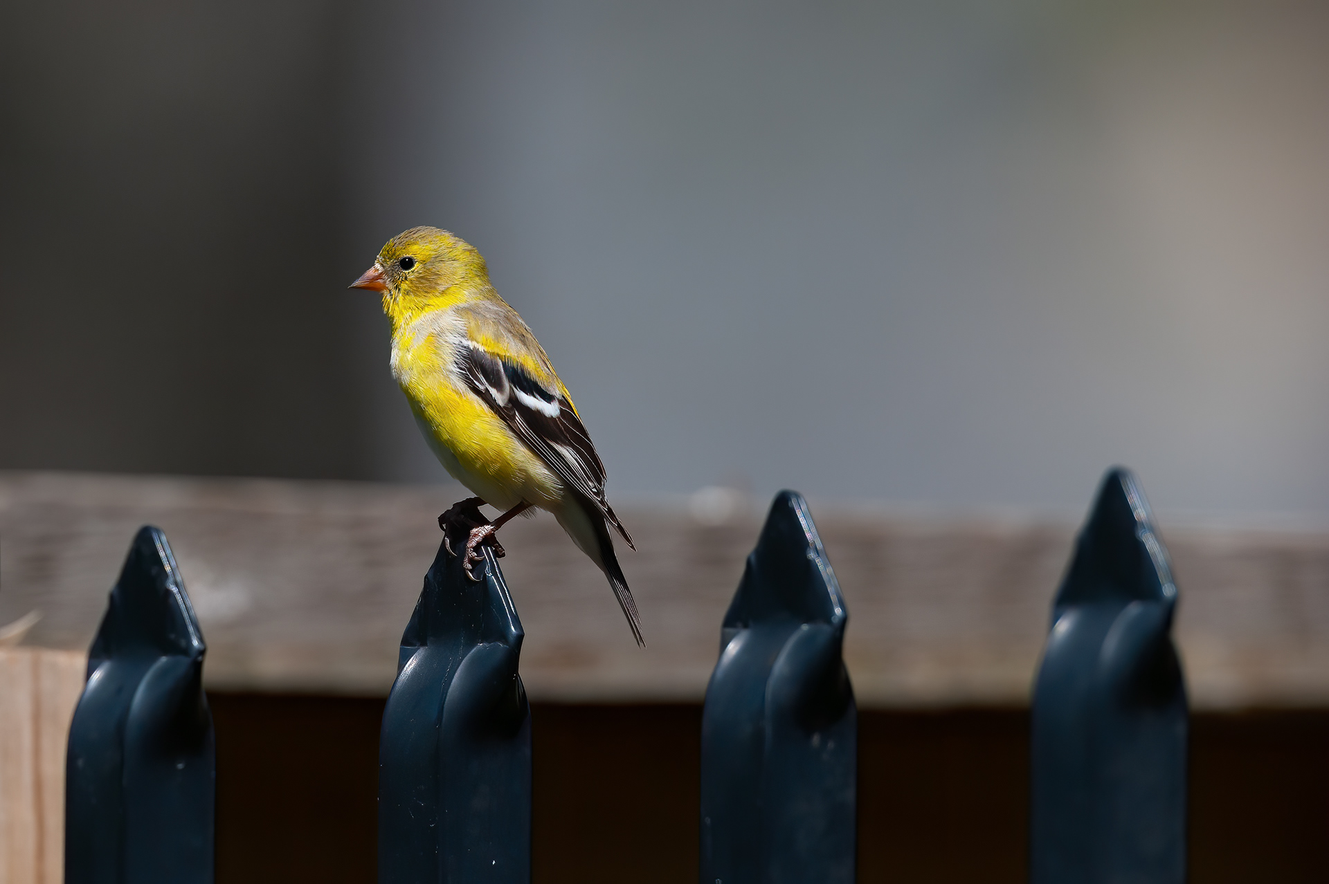 American Goldfinch - Male (1st Spring)