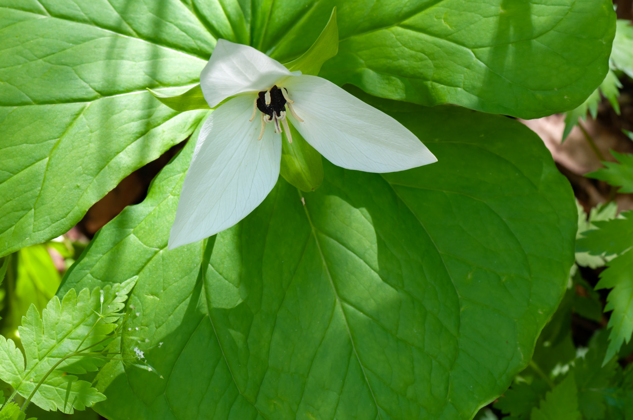 Large Flower Trillium Smokey Mountains