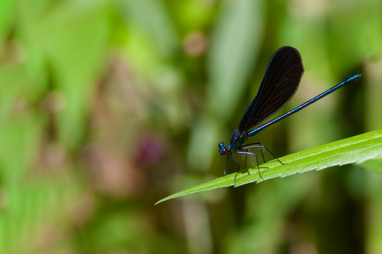 Ebony Jewelwing Damselfly