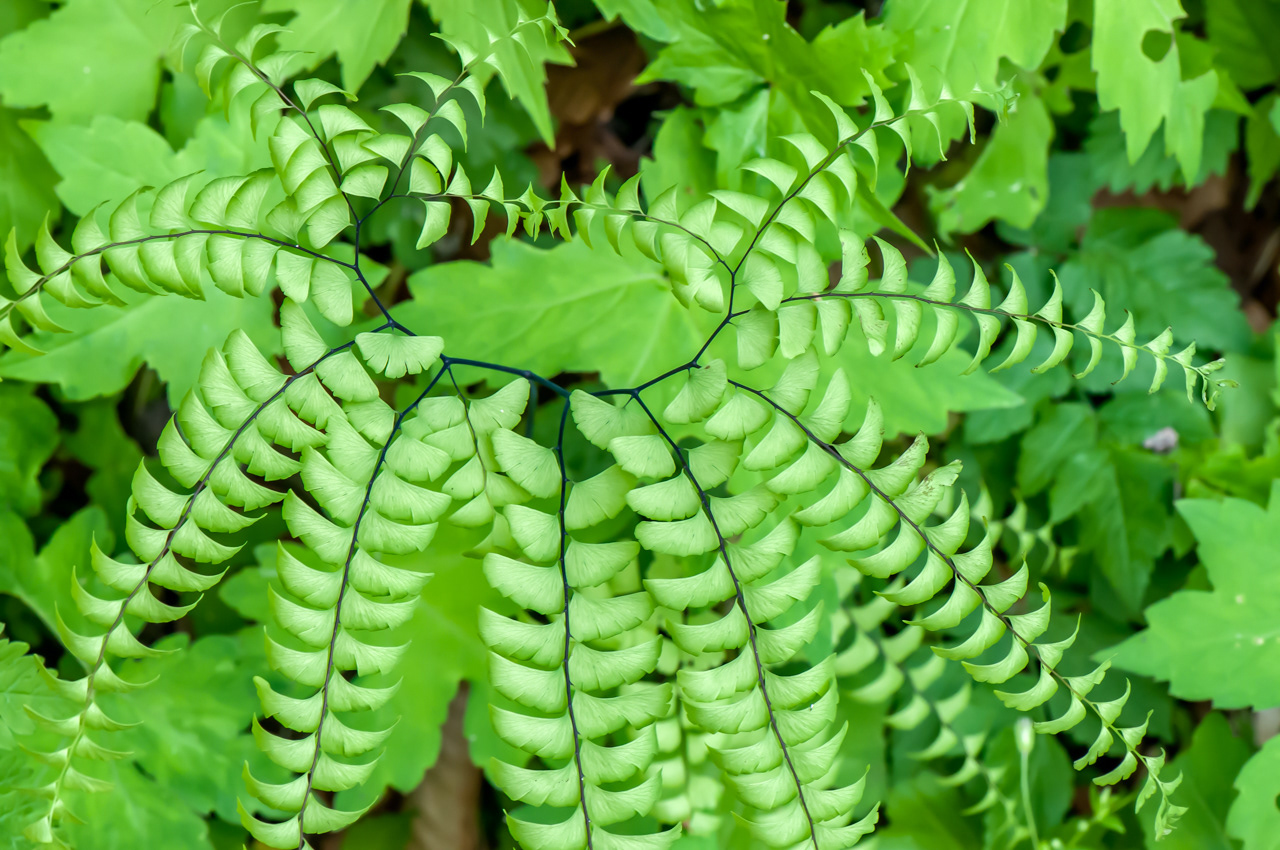 Mainden Haşr Fern
