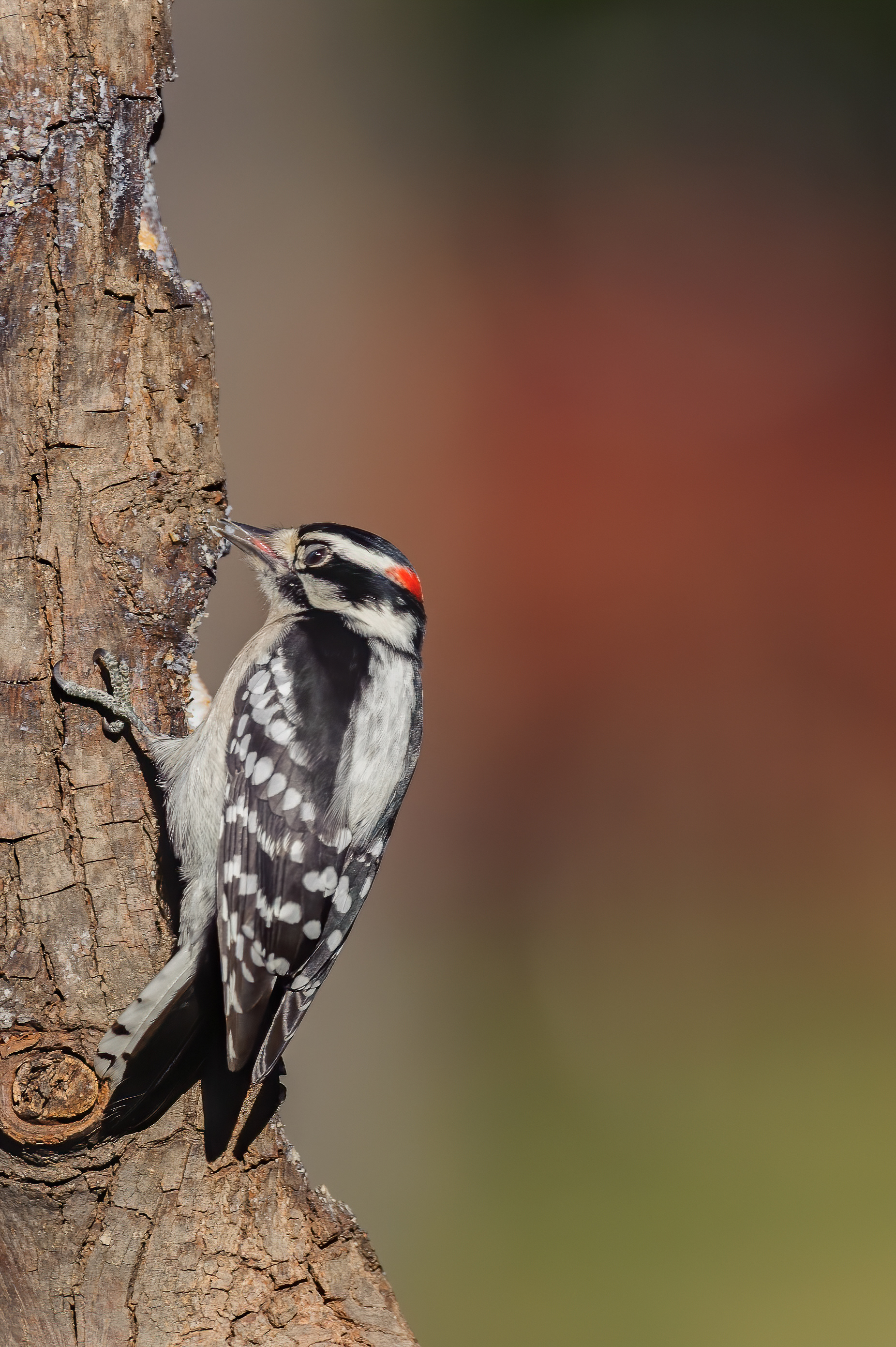 Hairy Woodpecker - Male