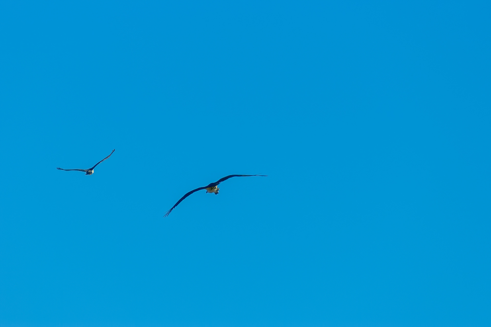 Osprey (Pandion haliaetus)