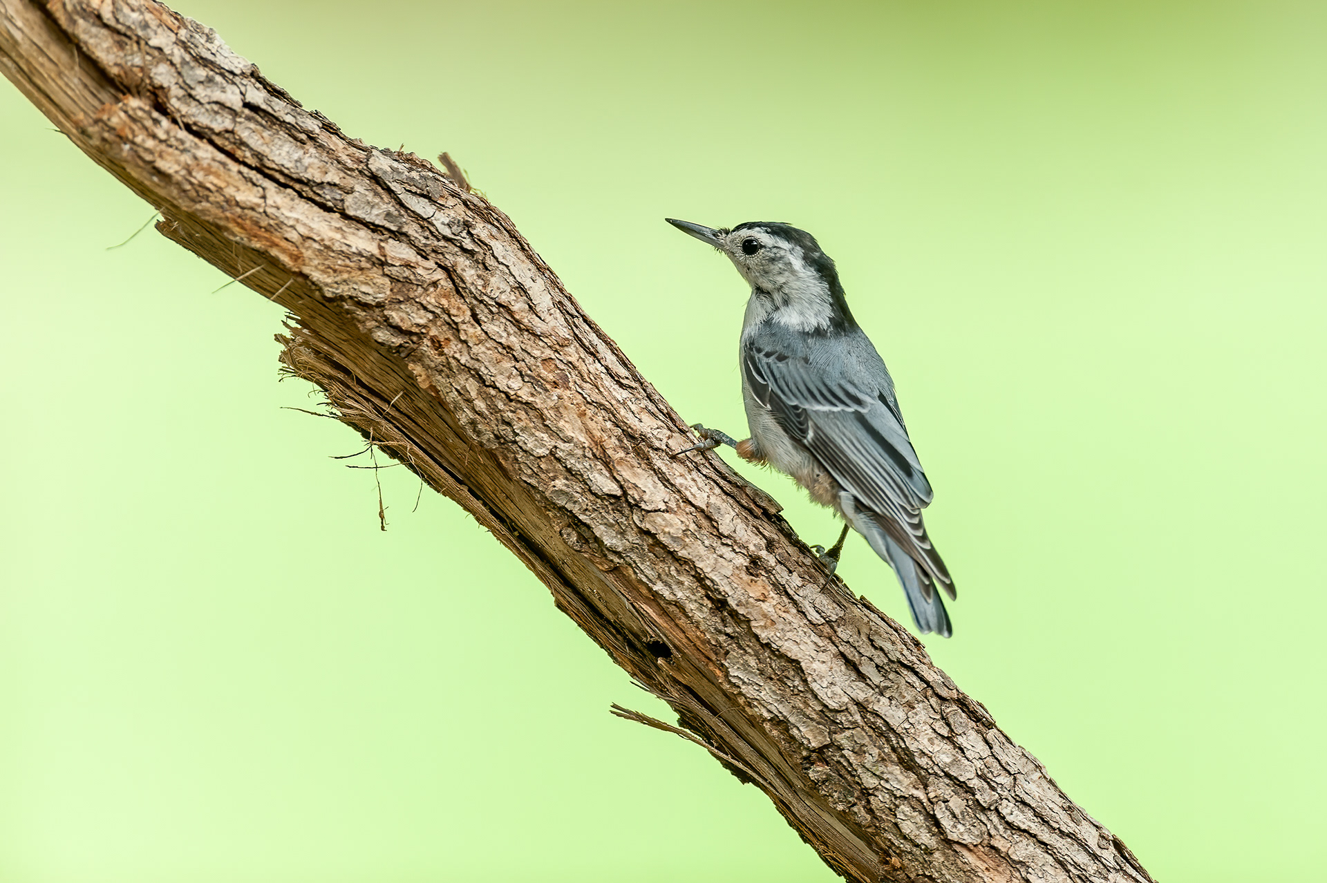 White-breasted Nuthatch (Sitta carolinensis)
