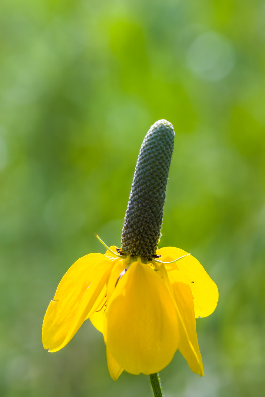 Upright Prairie Cone Flower "Mexican Hat"