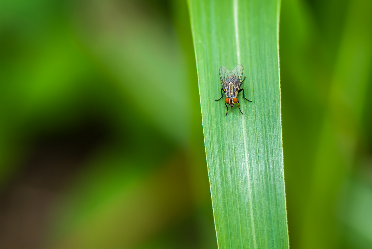Common Flesh Fly