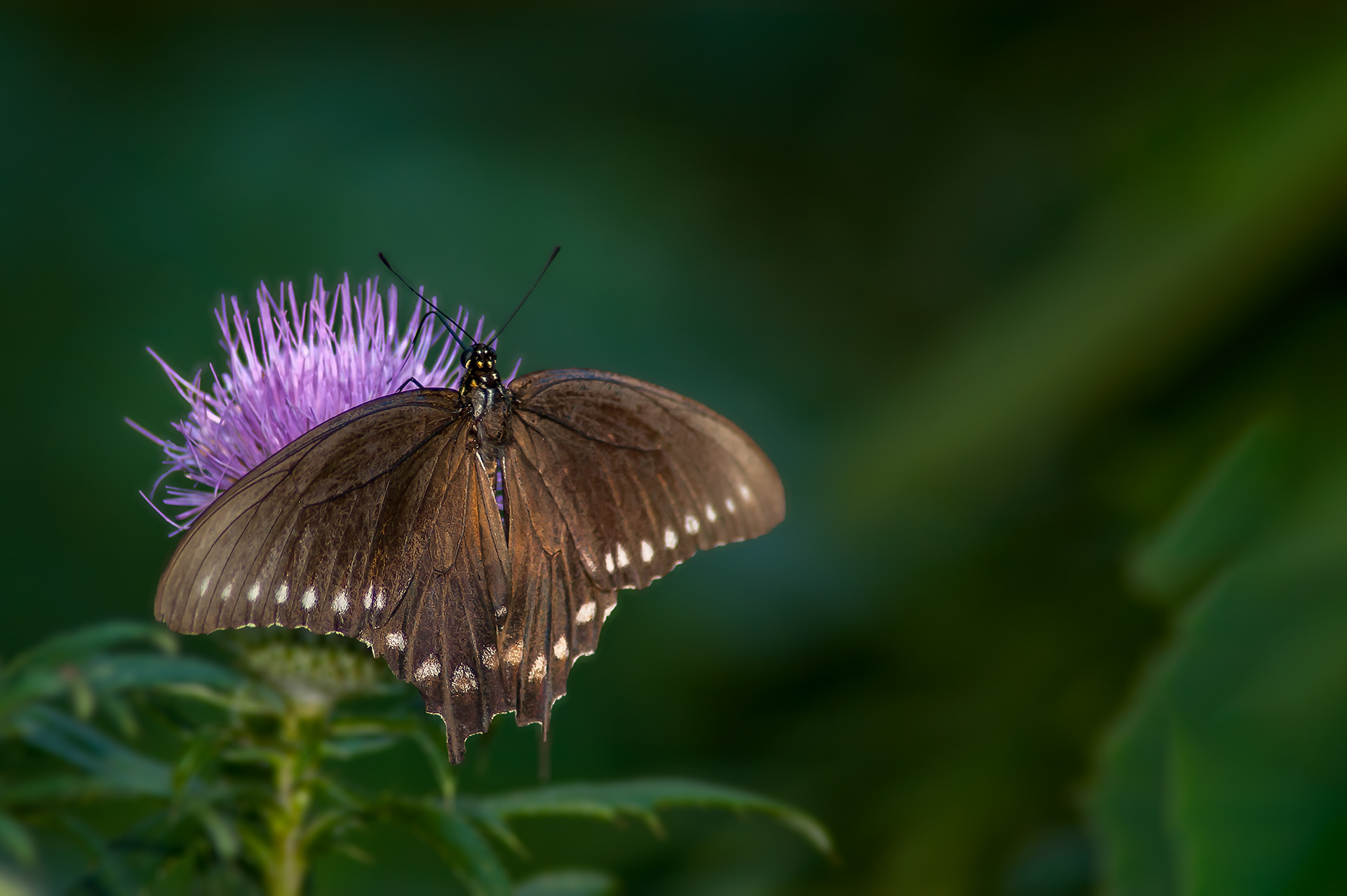 Pipevine Swallowtail Butterfly
