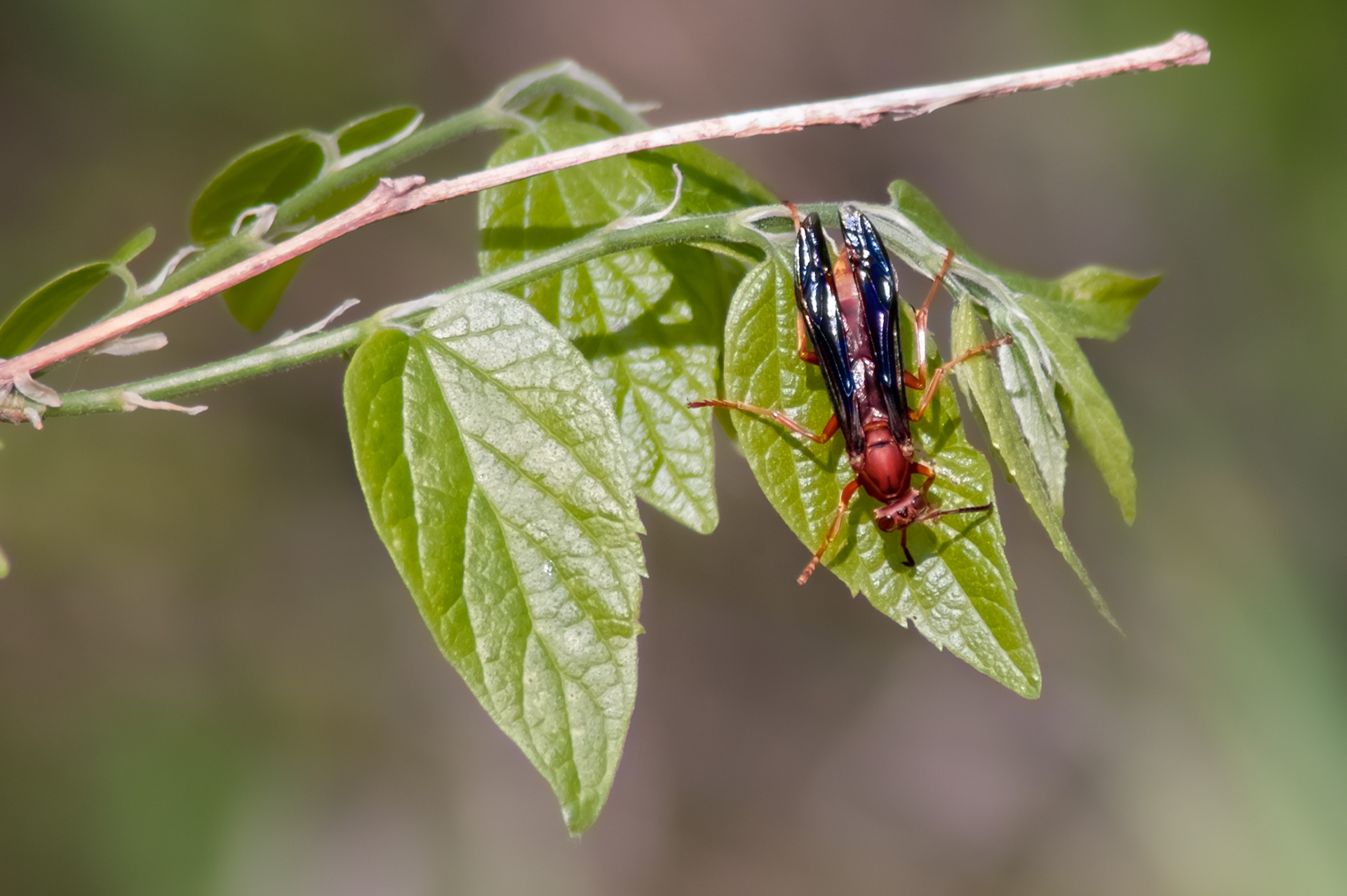 Paper Wasp (Polistes carolina)