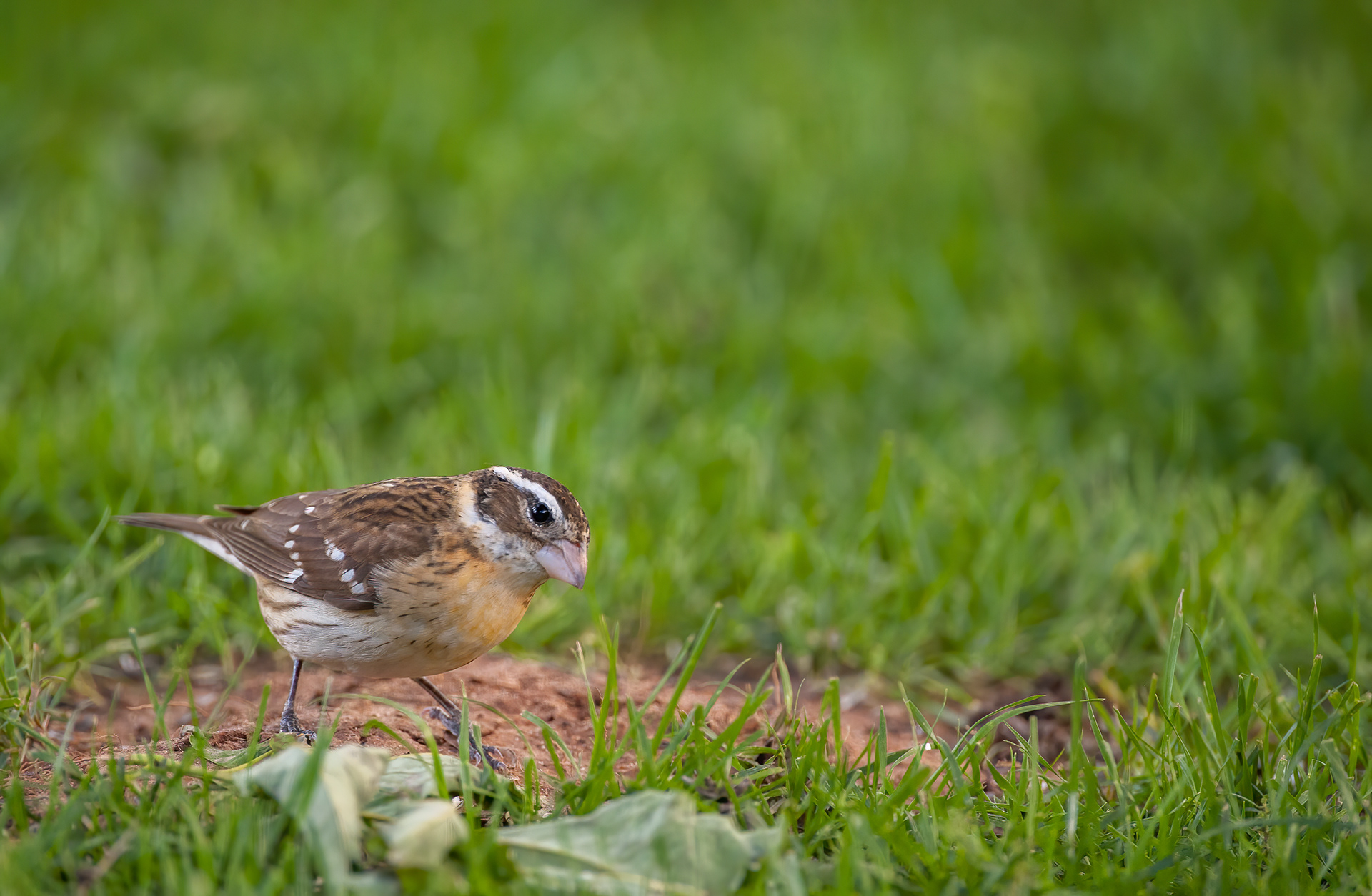 Wildeyes Images - Oklahoma Birds - Migrants