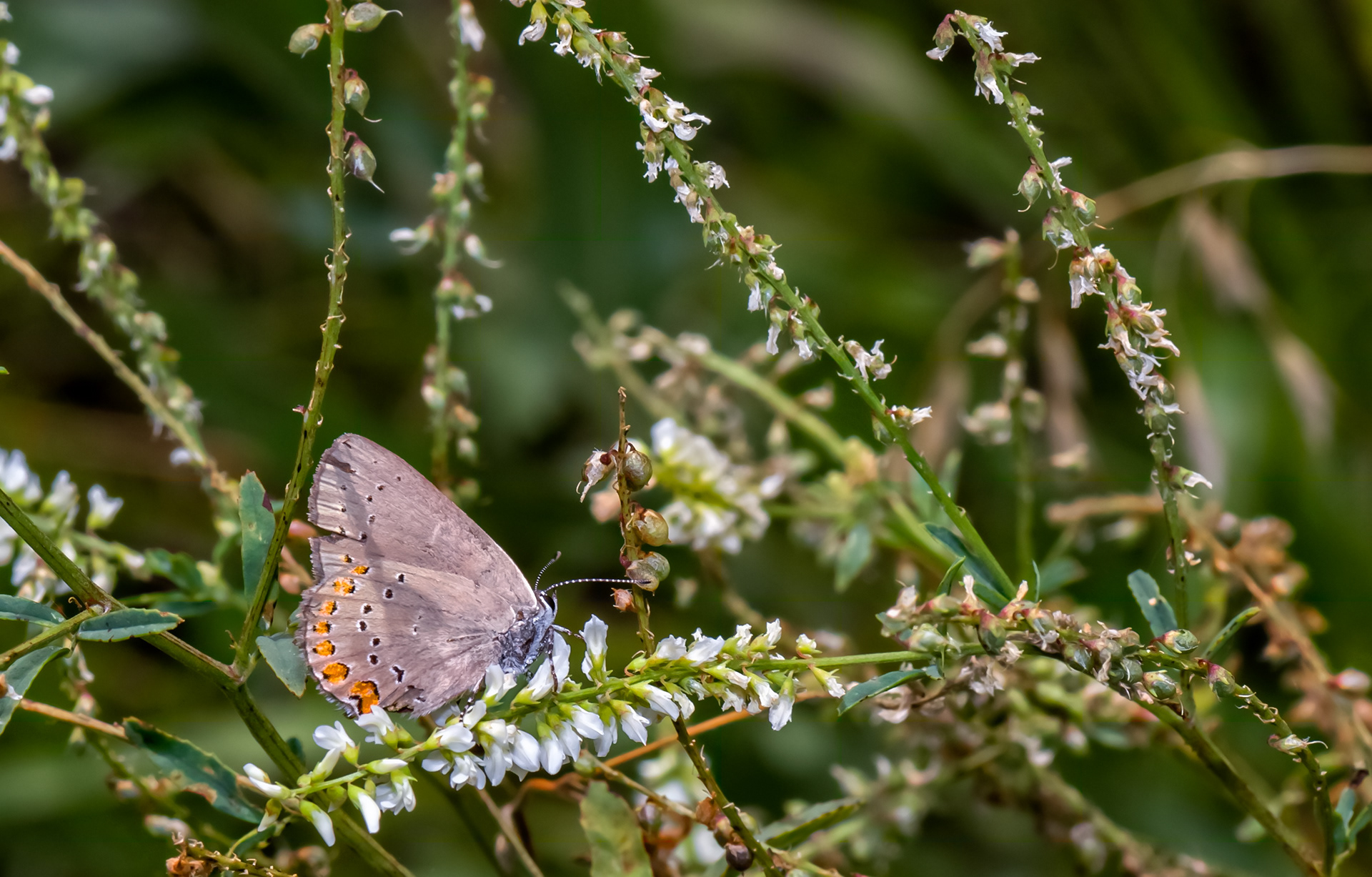 Coral Hairstreak Butterfly