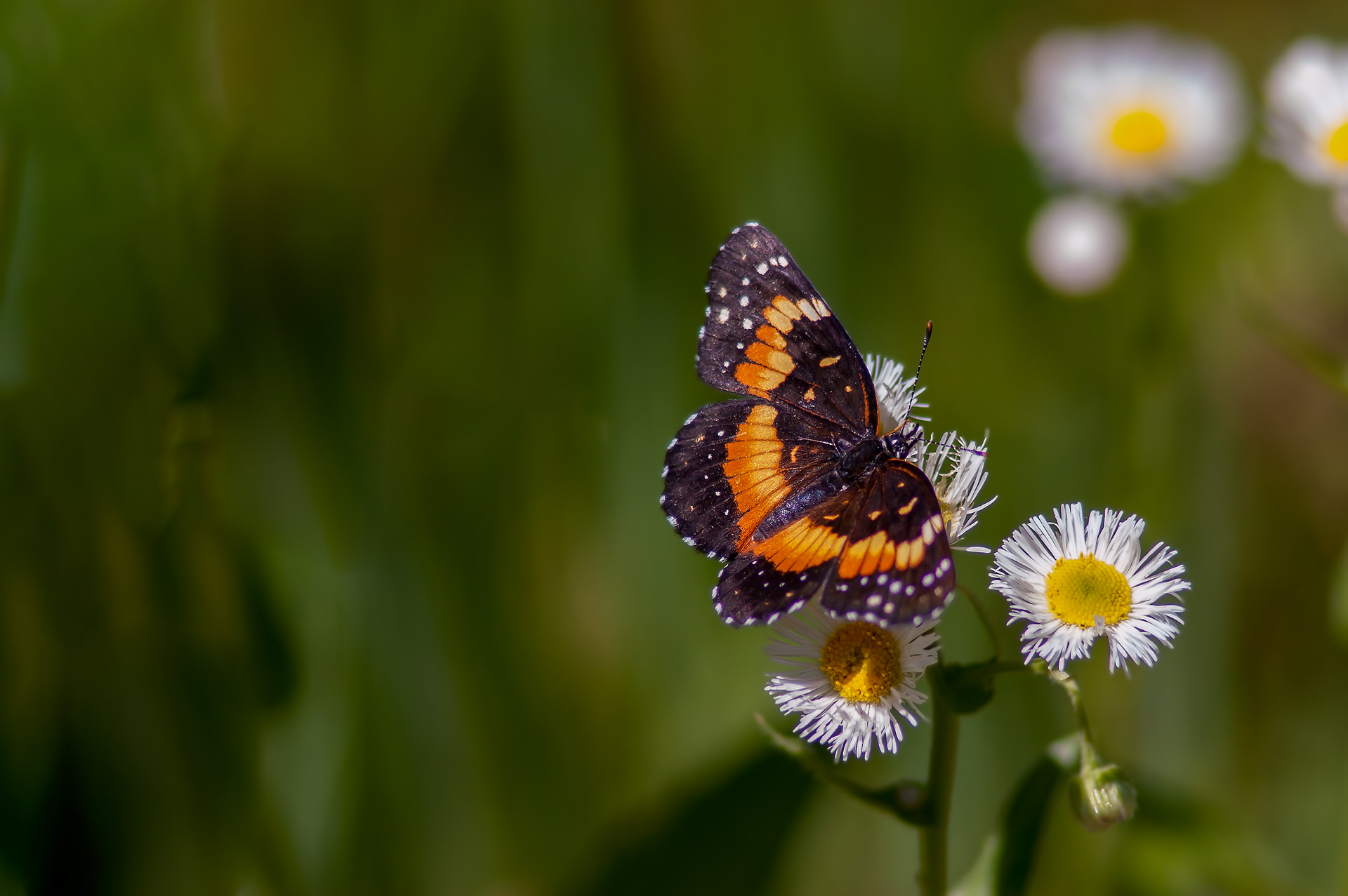 Bordered Patch Butterfly