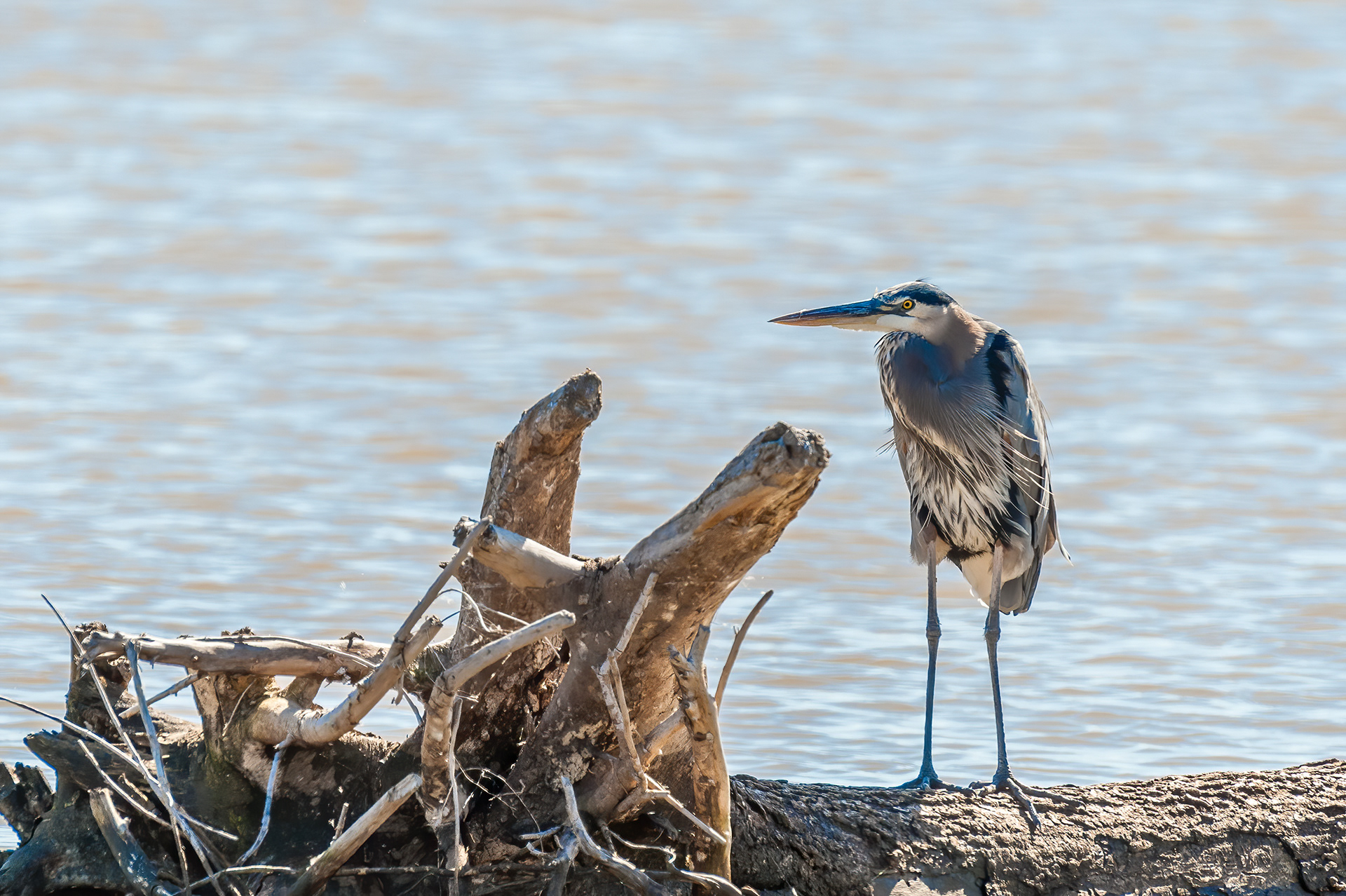 Great Blue Heron (Ardea herodias)