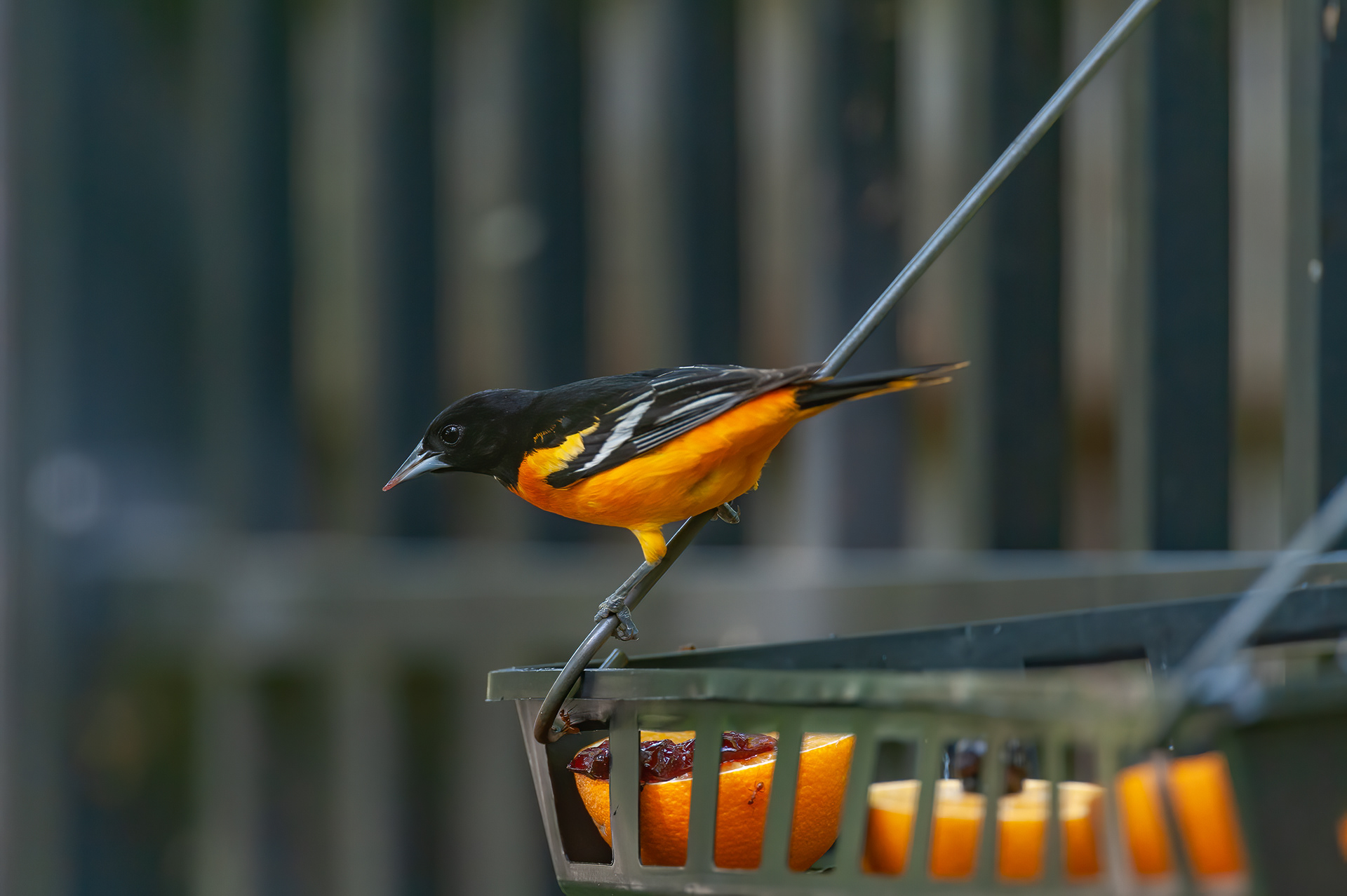 Baltimore Oriole - Male