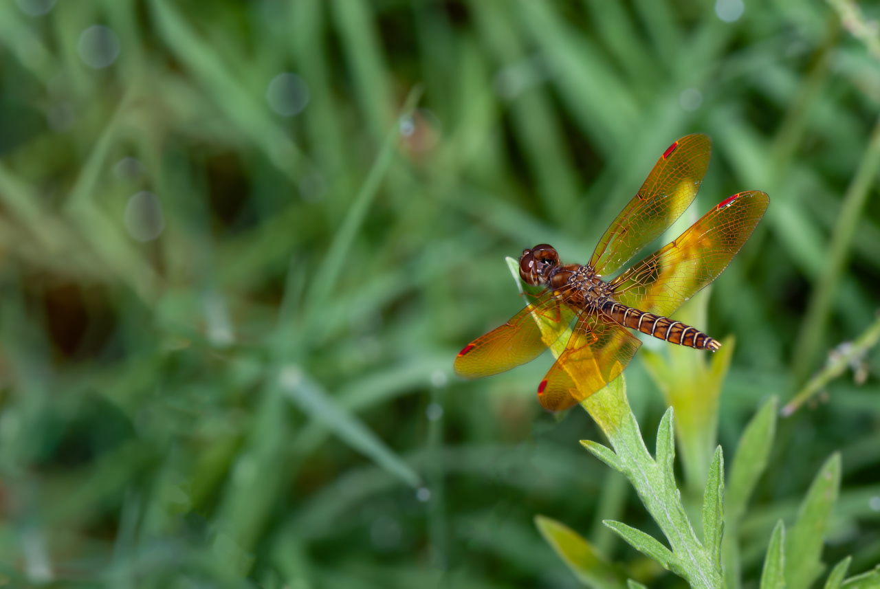 Eastern Amberwing Dragonfly