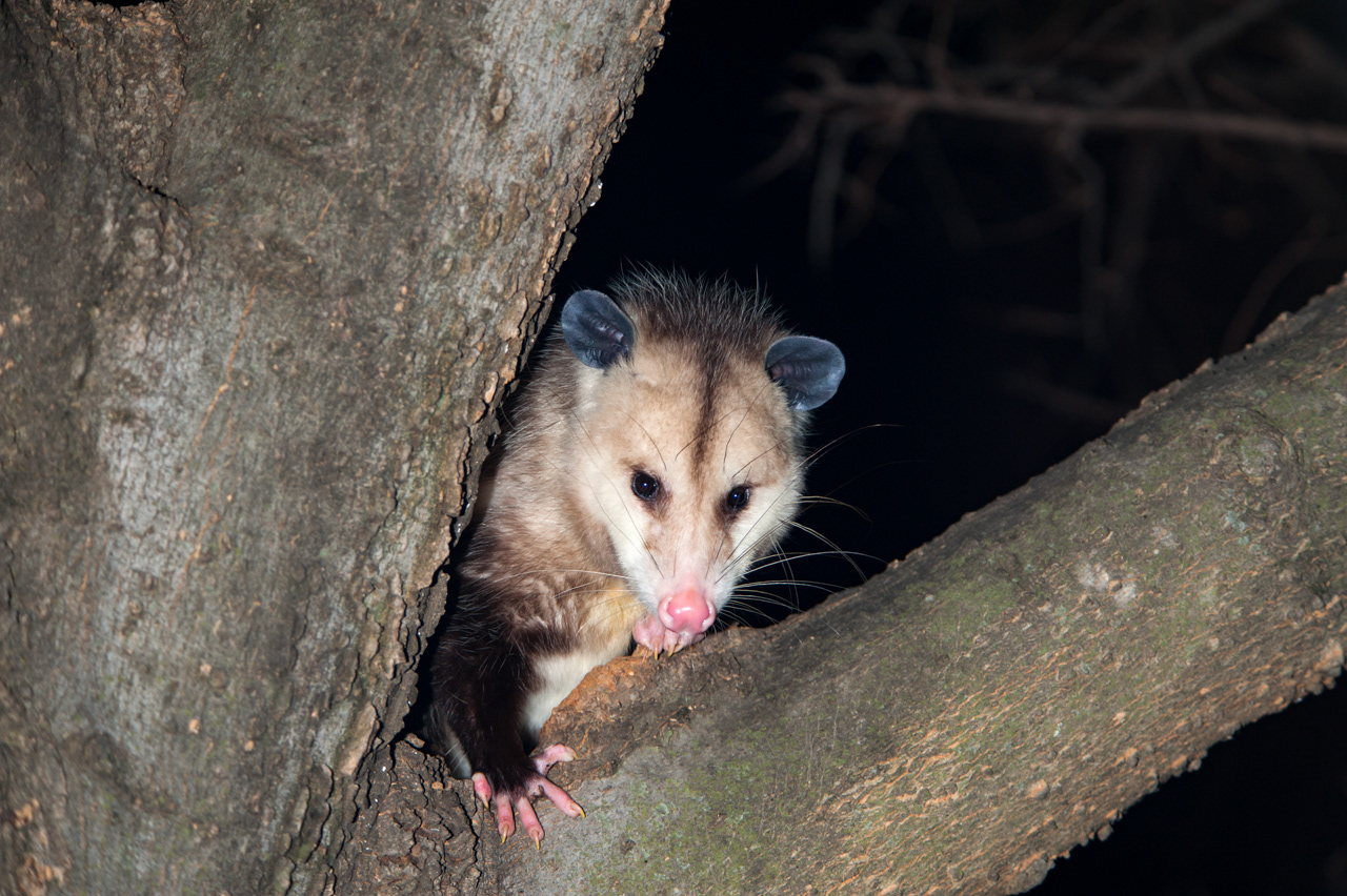 Opossum in a tree