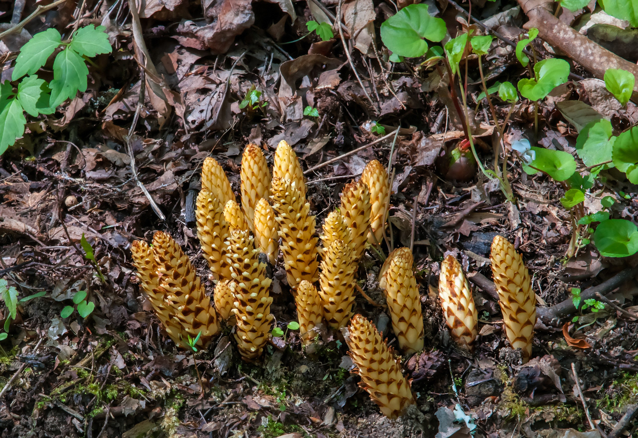 Squaw Root Great Smokey Mountains National Park
