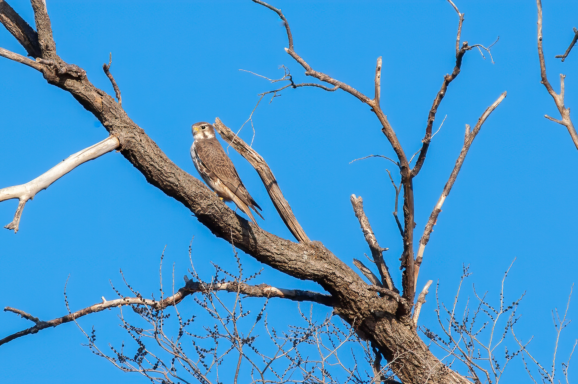 Wildeyes Images - Oklahoma Birds - Predators