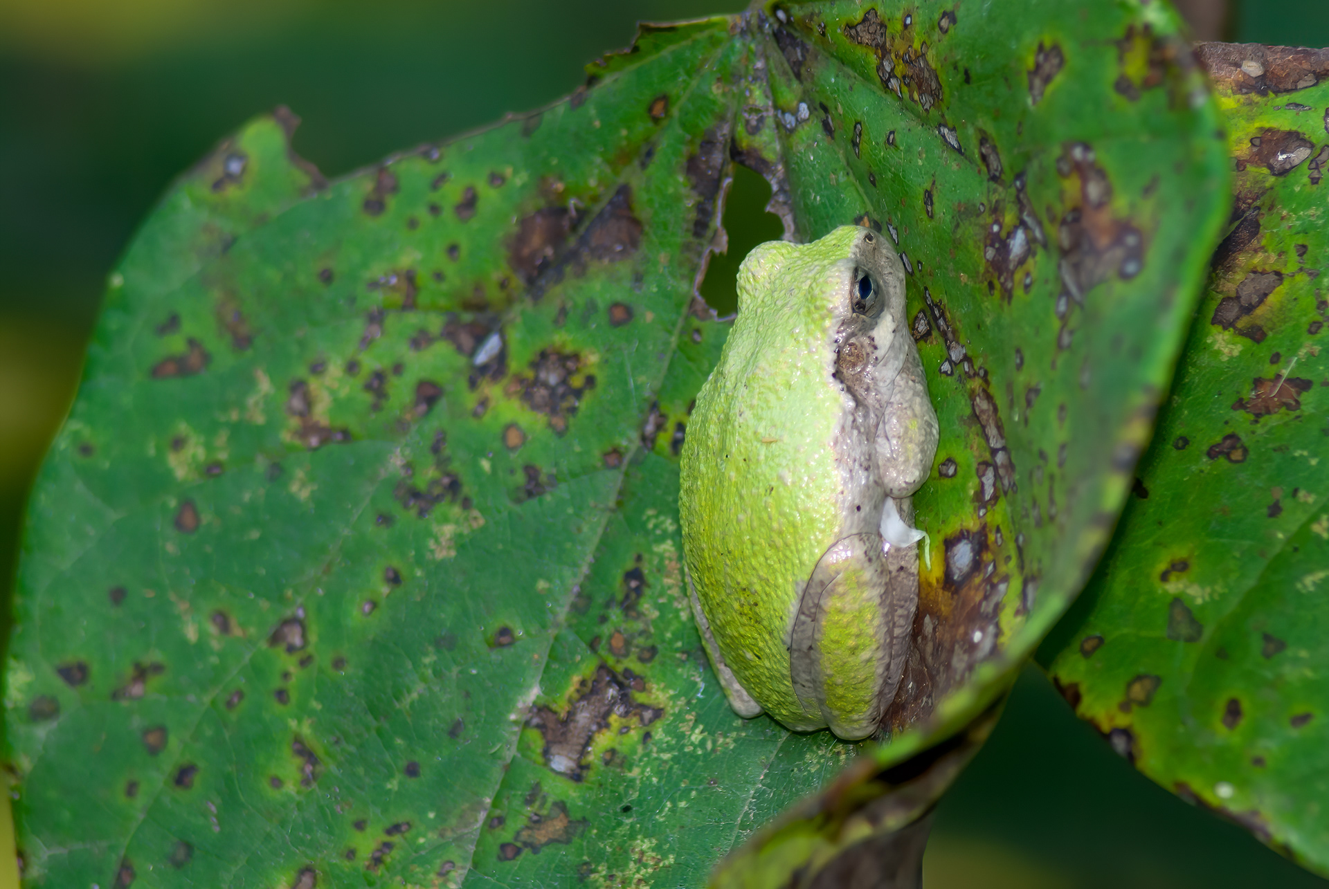 Green Treefrog (Hyla cinerea)