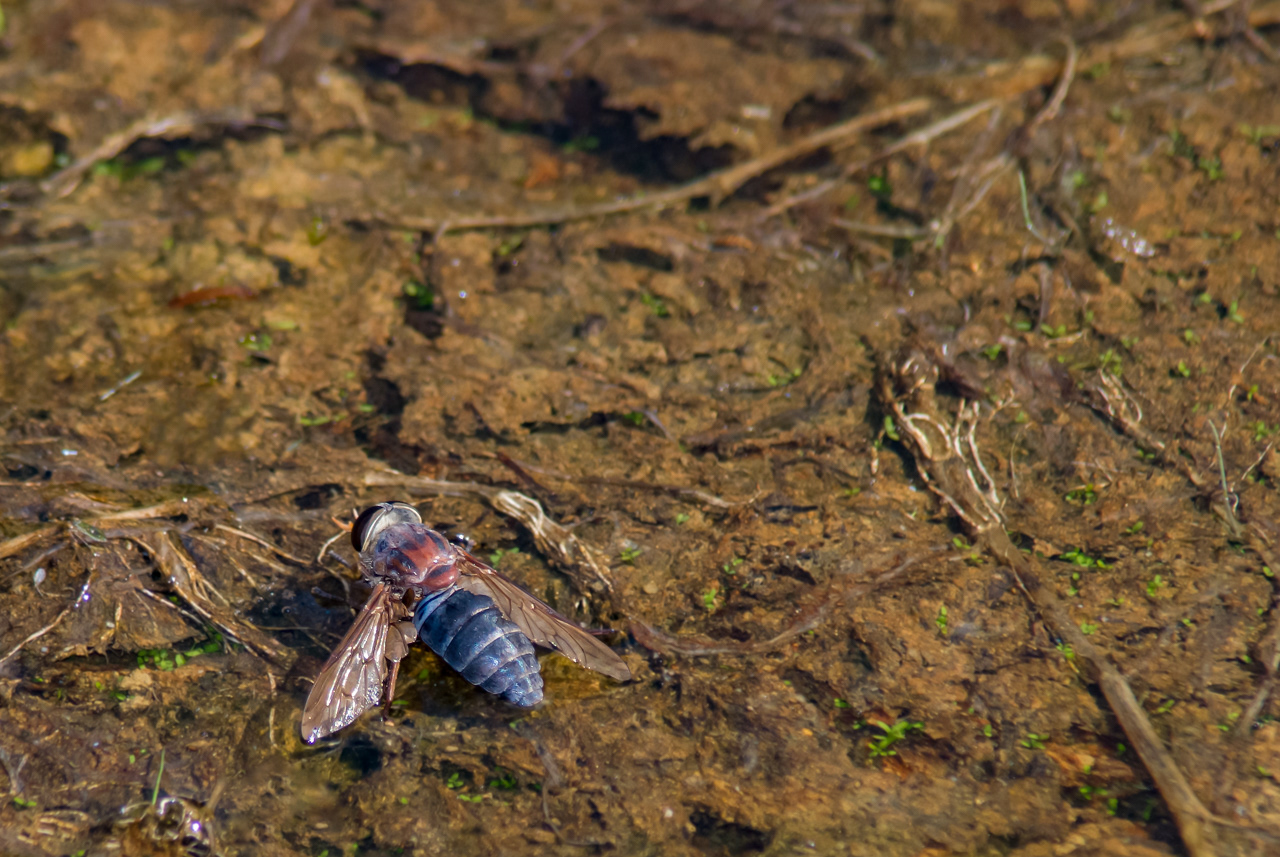 Large Deer Fly