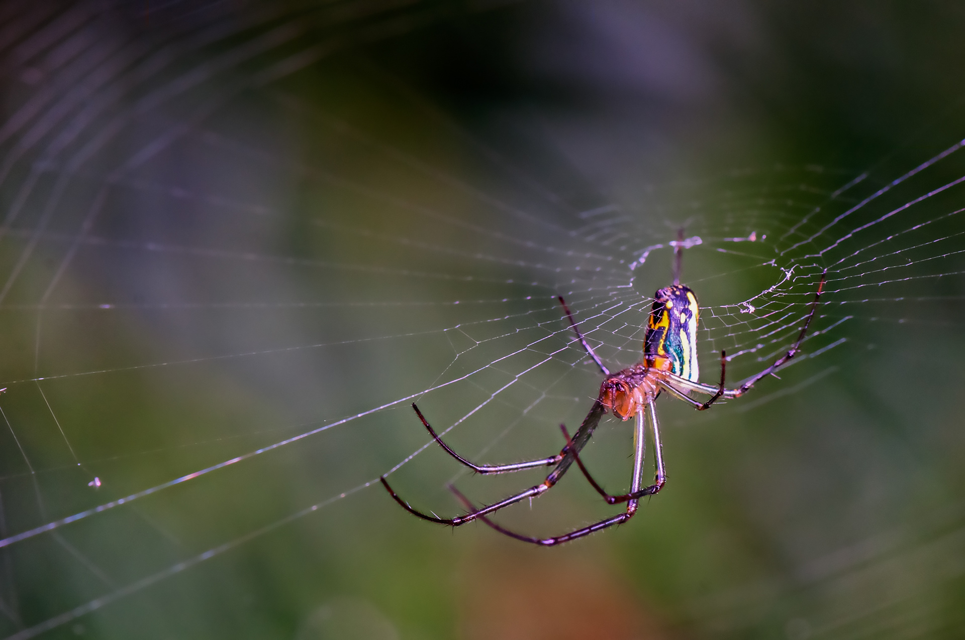 Orchard Spider (Leucauge venusta)