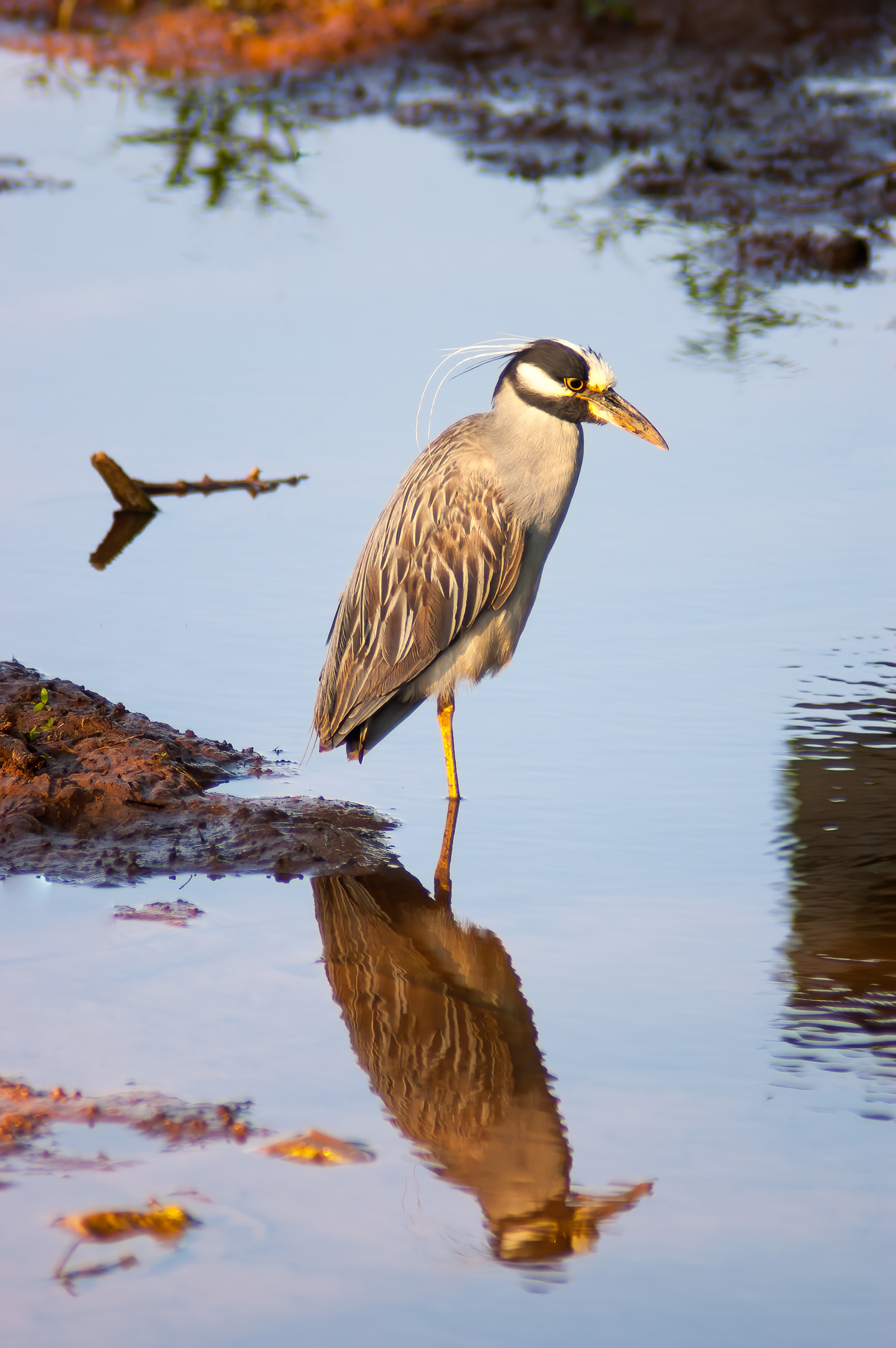 Yellow-crowned Nihjt Heron (Nyctanassa violacea)
